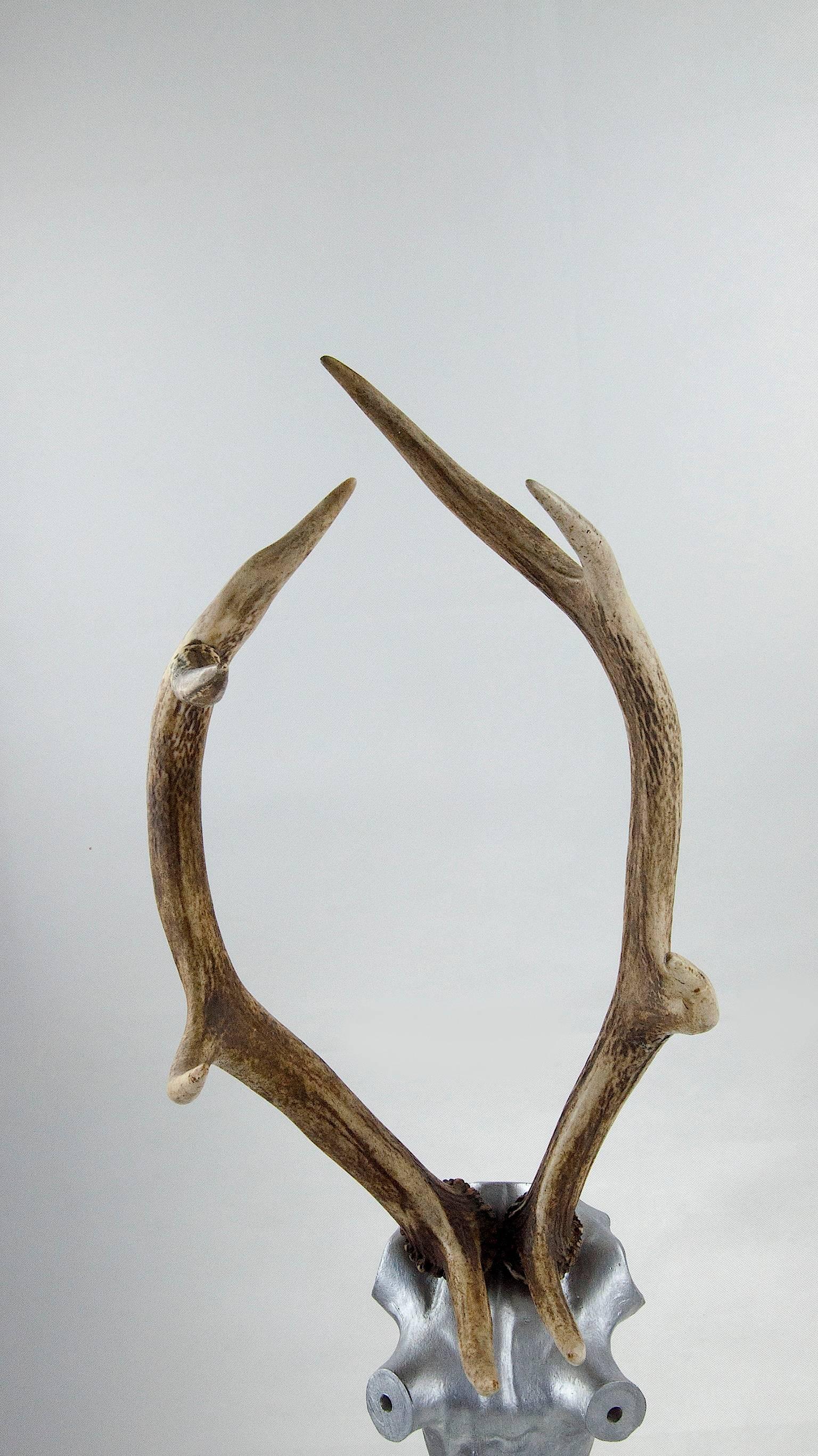 Rare sculpted Mid-Century horns, France
Size can be adjusted very easily.
Measures: Small size 110 cm
Big size 156cm
Sculpture.