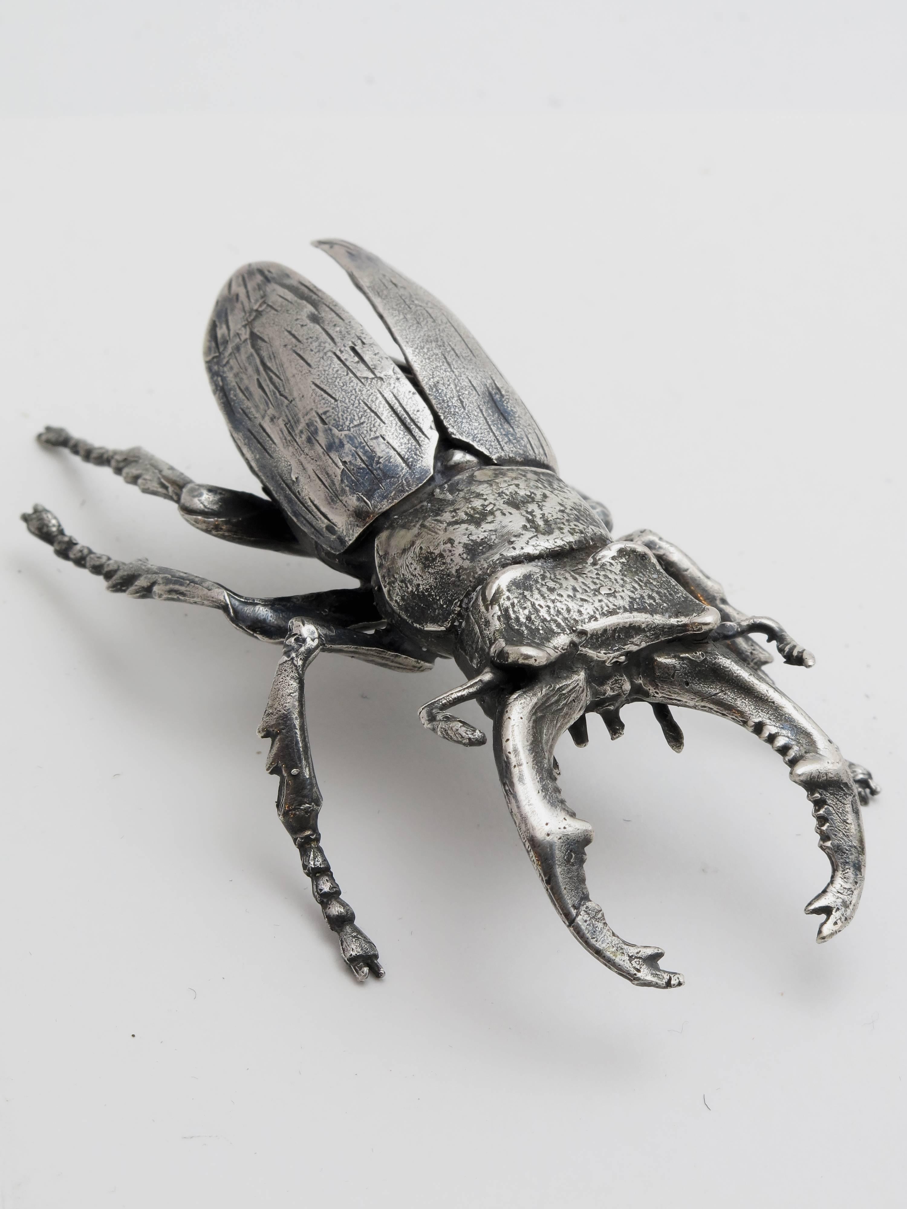 silver beetle