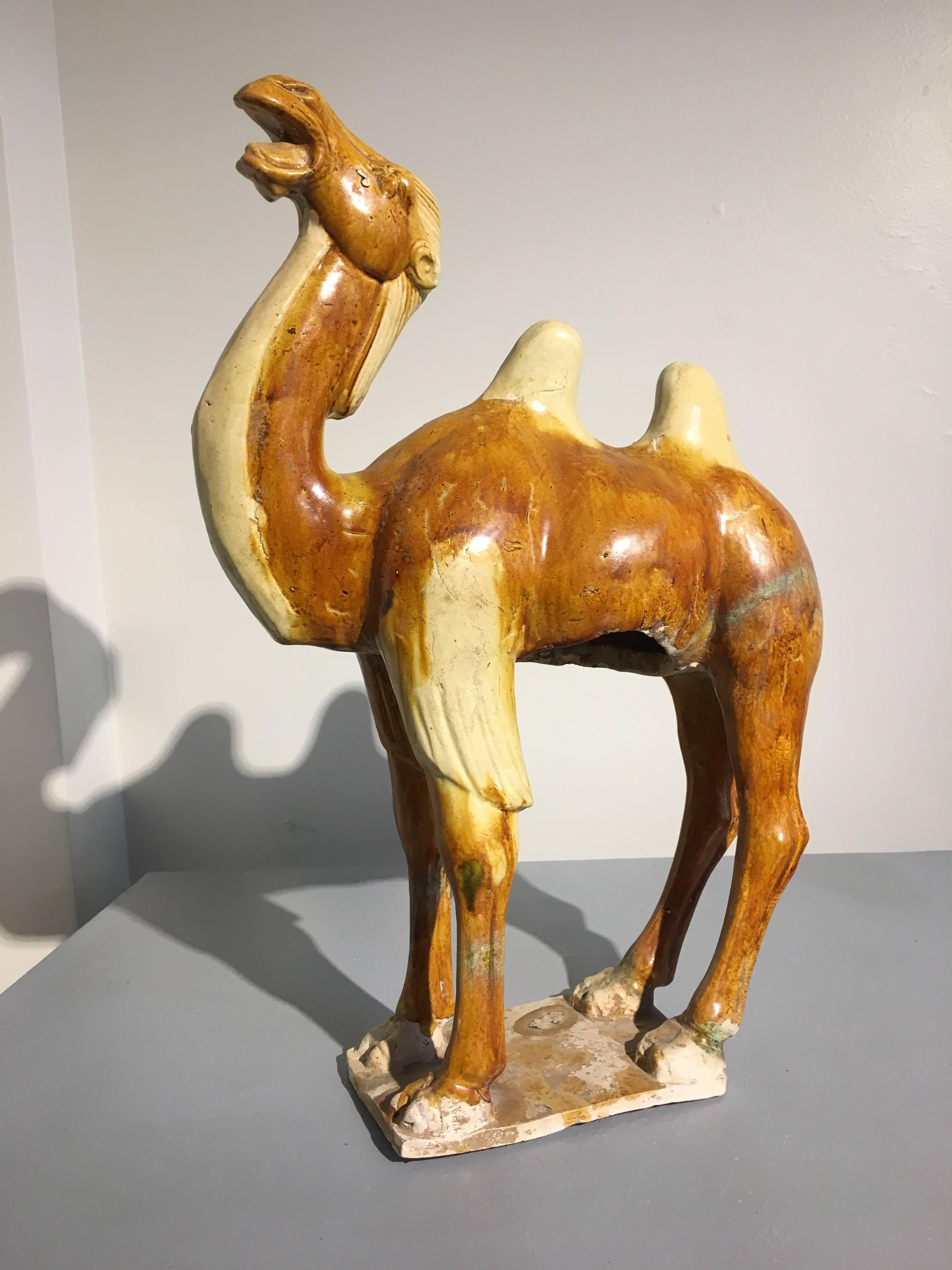 An evocative Chinese Tang dynasty (618 to 906 AD) sancai glazed pottery model of a braying camel. The camel is well modeled, standing foursquare upon a rectangular plinth, neck raised, head thrown back, and mouth open in either a defiant, or