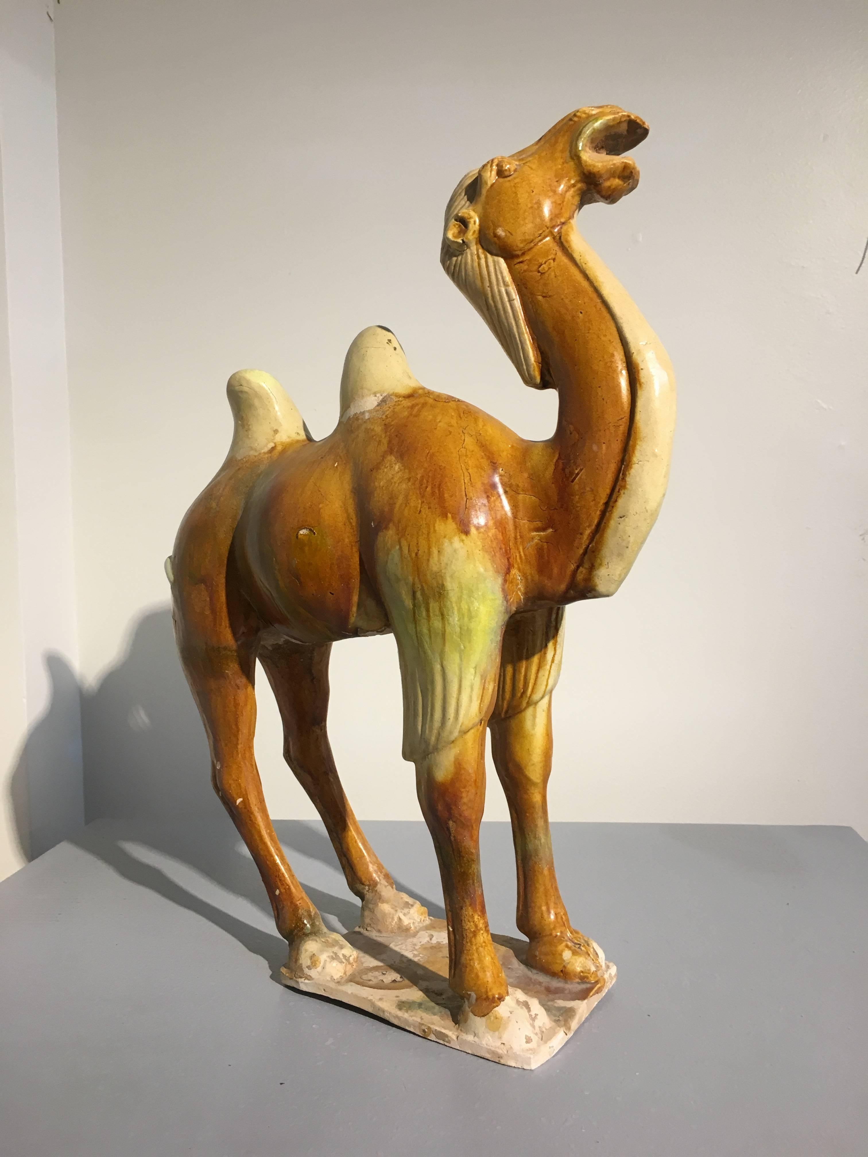 Chinois Poterie émaillée camel de la dynastie Tang à Sancai, testée TL en vente