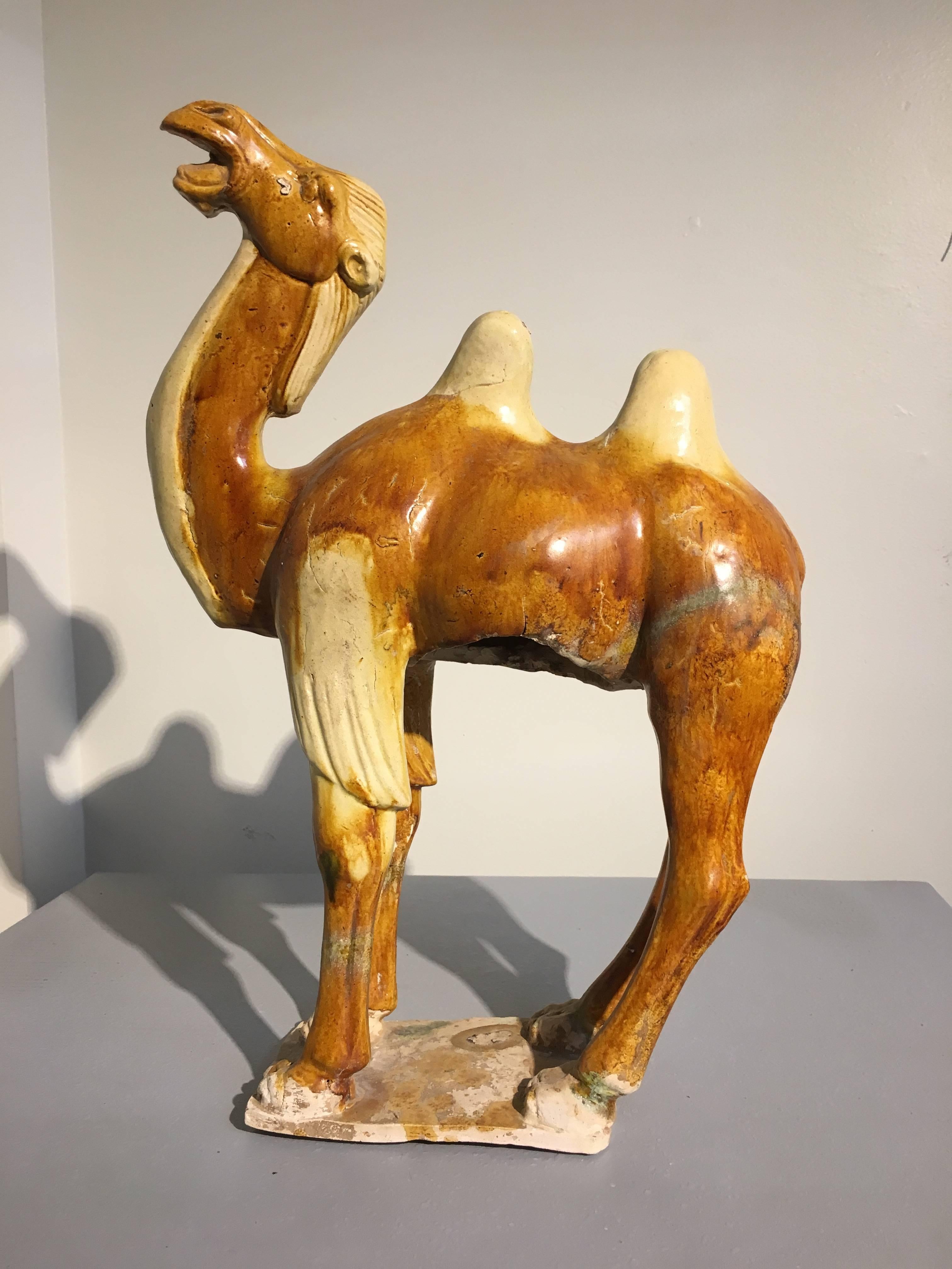 Vernissé Poterie émaillée camel de la dynastie Tang à Sancai, testée TL en vente