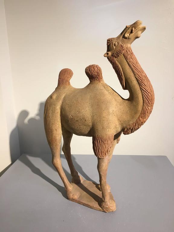 A powerfully sculpted Chinese Tang Dynasty pottery model of a camel. The camel is portrayed in a walking stance, long neck extended, with head held high, mouth askew chewing cud. The camel's humps are droopy, indicating it has just finished a long
