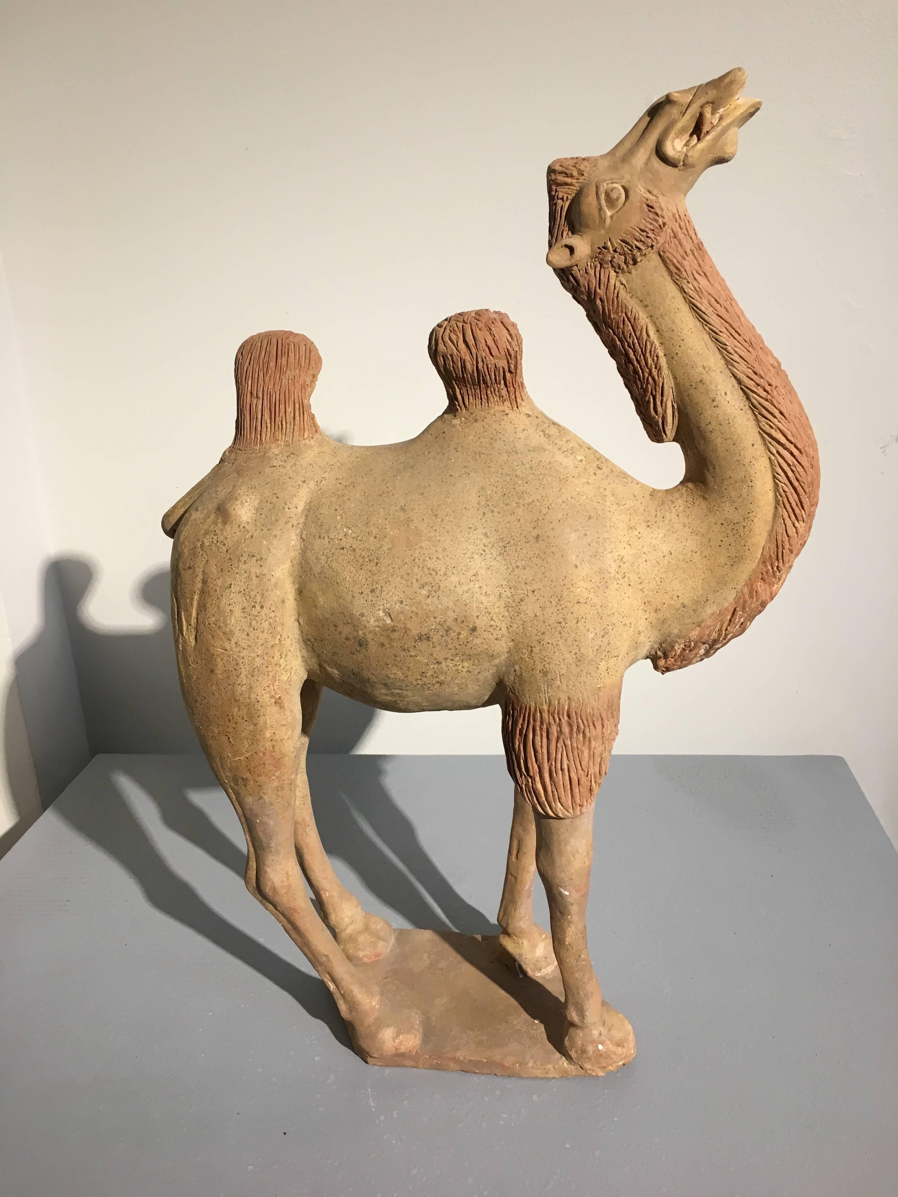 Cuit Modèle de camel en poterie peinte de la dynastie chinoise des Tang en vente