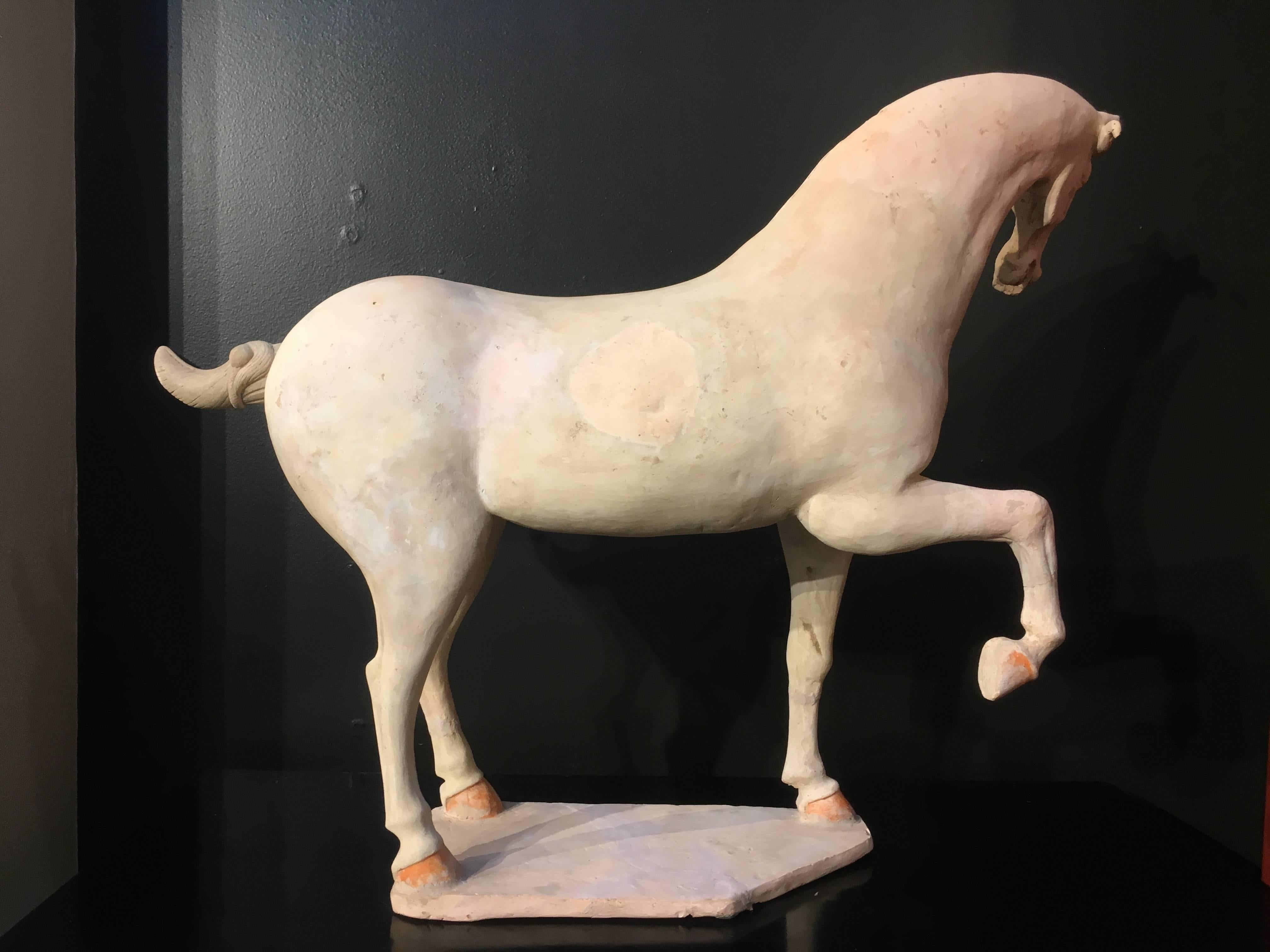 A magnificent and large early Tang dynasty (618-906 AD) model of a prancing or dancing horse, circa 7th century.
The majestic animal is caught mid-motion, one leg raised, head gracefully turned, standing on a plinth. The body is elegantly