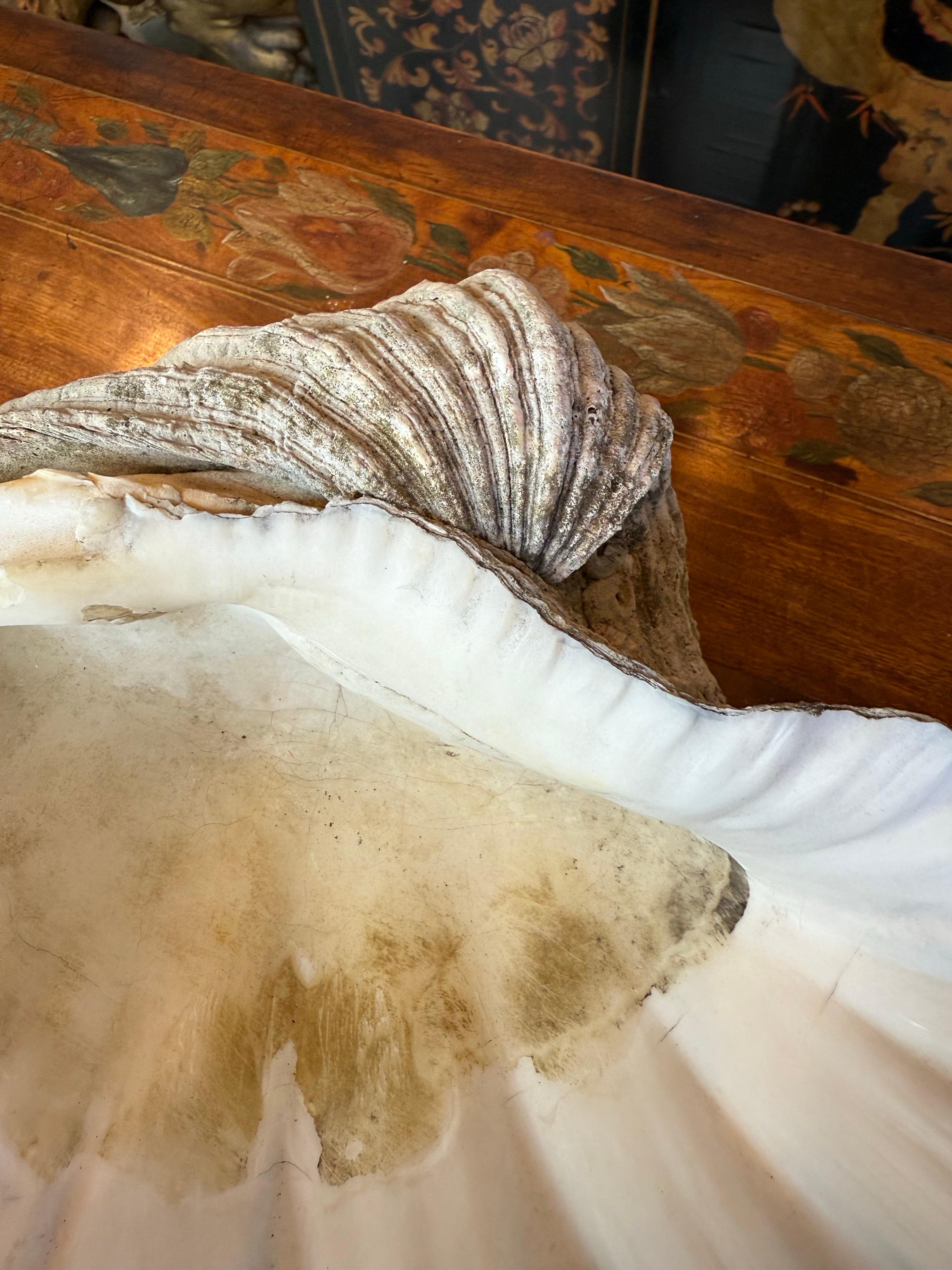 A Vintage Natural South Pacific Giant Clam Shell For Sale 3