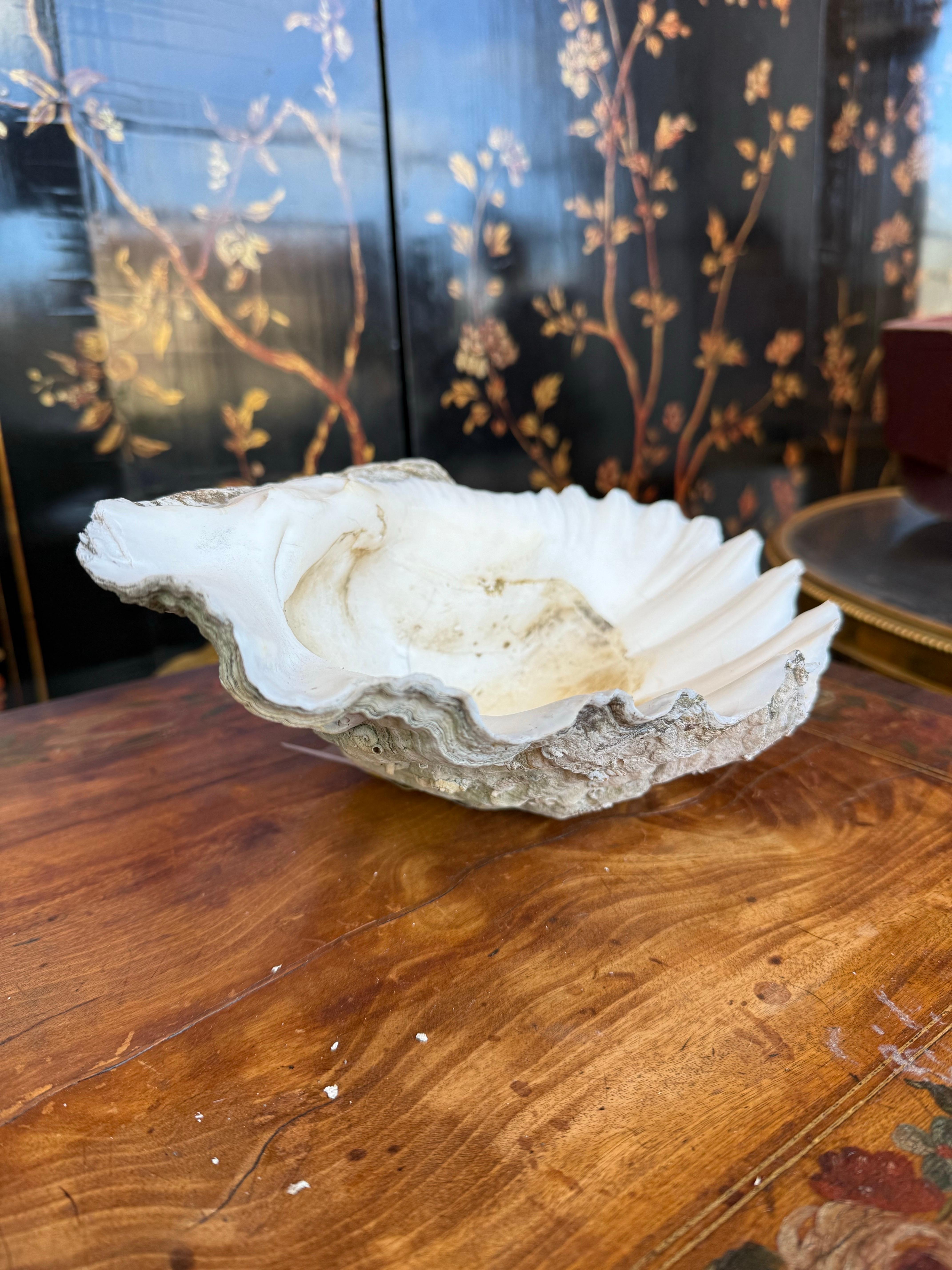 A Vintage Natural South Pacific Giant Clam Shell For Sale 2
