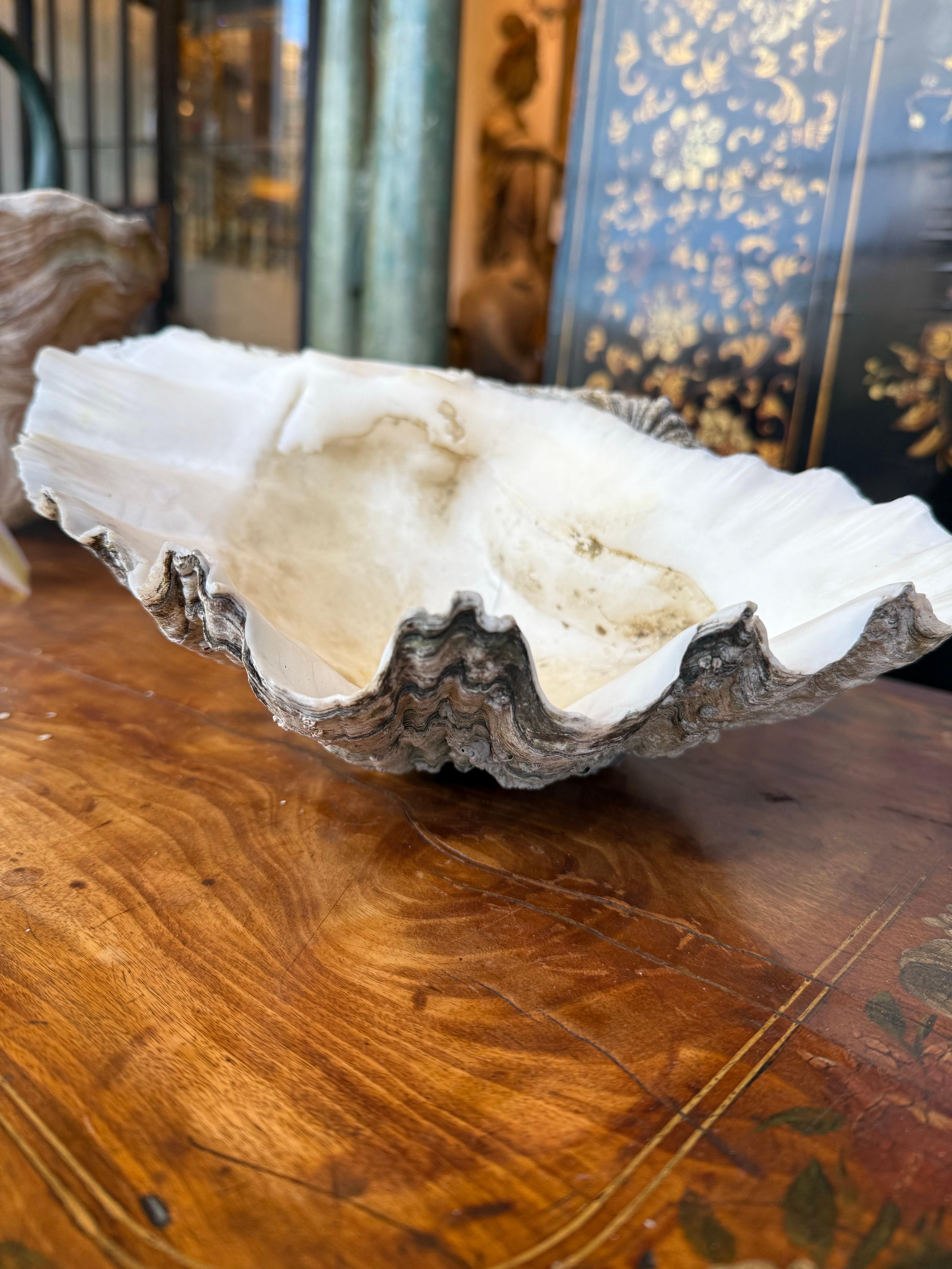 A Vintage Natural South Pacific Giant Clam Shell For Sale 4
