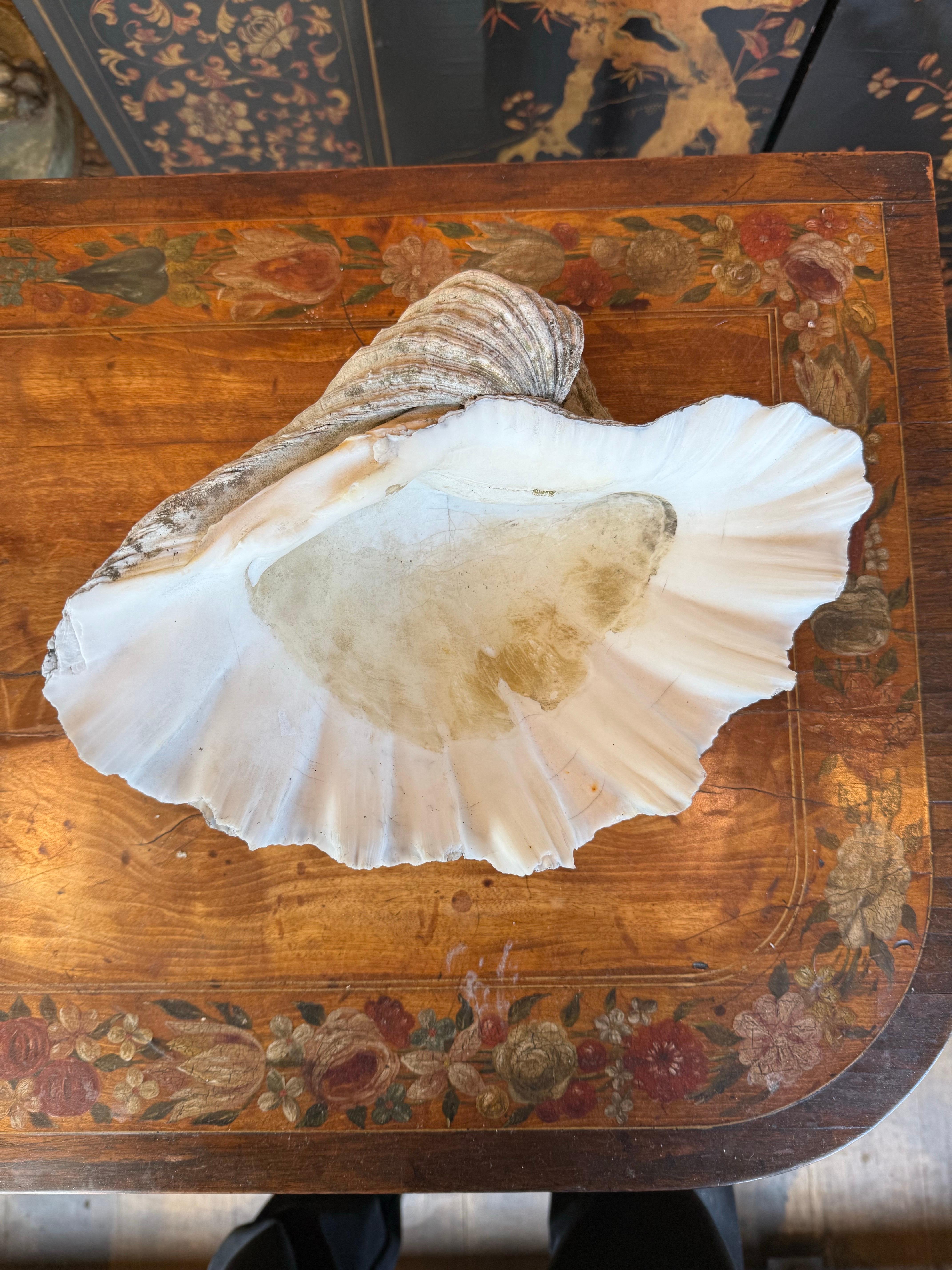 A Vintage Natural South Pacific Giant Clam Shell For Sale 1