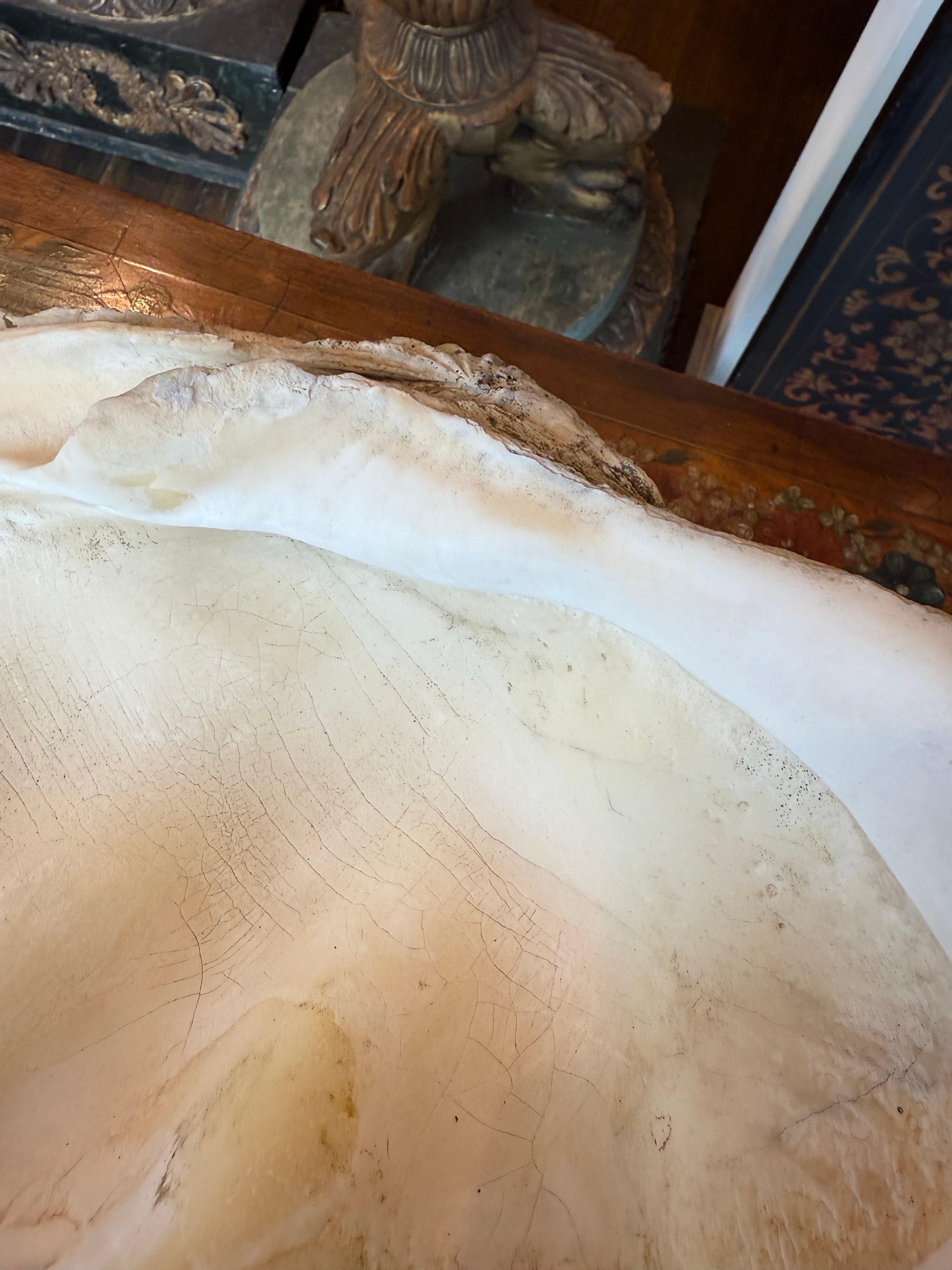 Gran concha de almeja gigante natural del Pacífico Sur de época en venta 3