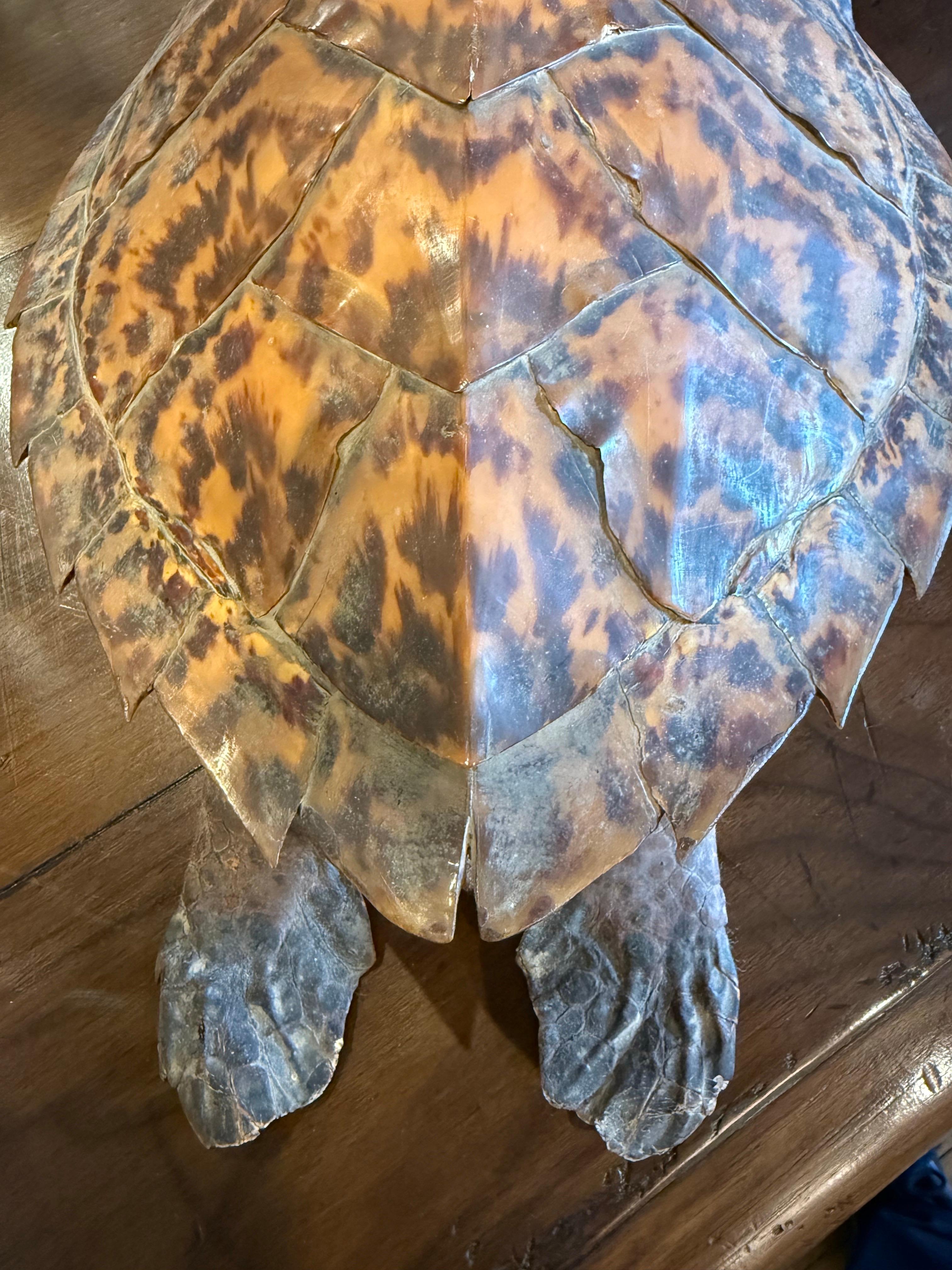 A Vintage Taxidermy Hawksbill Sea Turtle For Sale 2