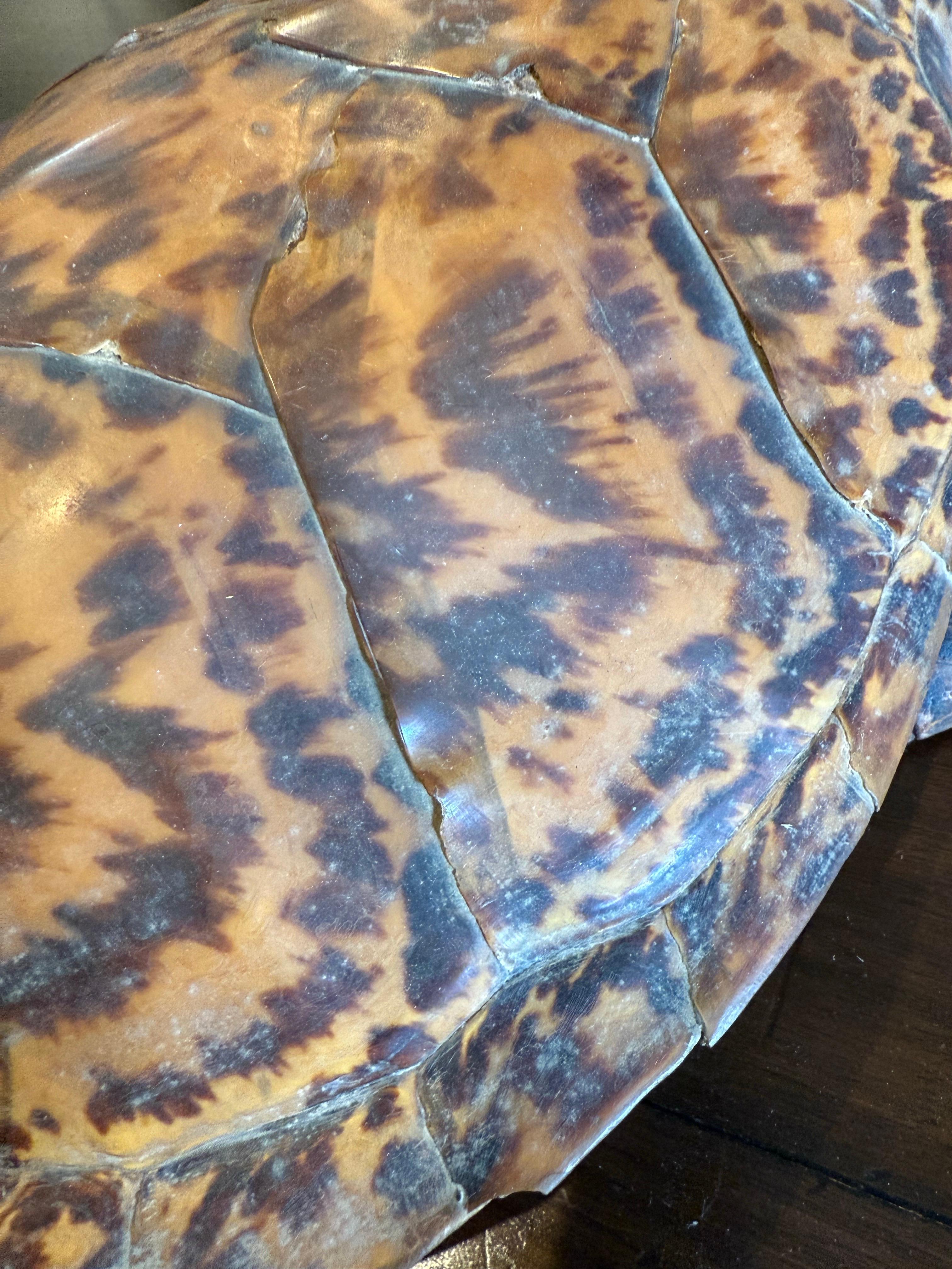 A Vintage Taxidermy Hawksbill Sea Turtle For Sale 1