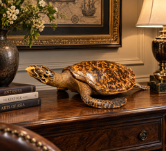 A Vintage Taxidermy Hawksbill Sea Turtle from Australia, 1970s