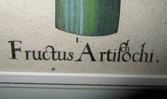 Incisione originale incorniciata "Fructus Artischochi" di Basilius Besler