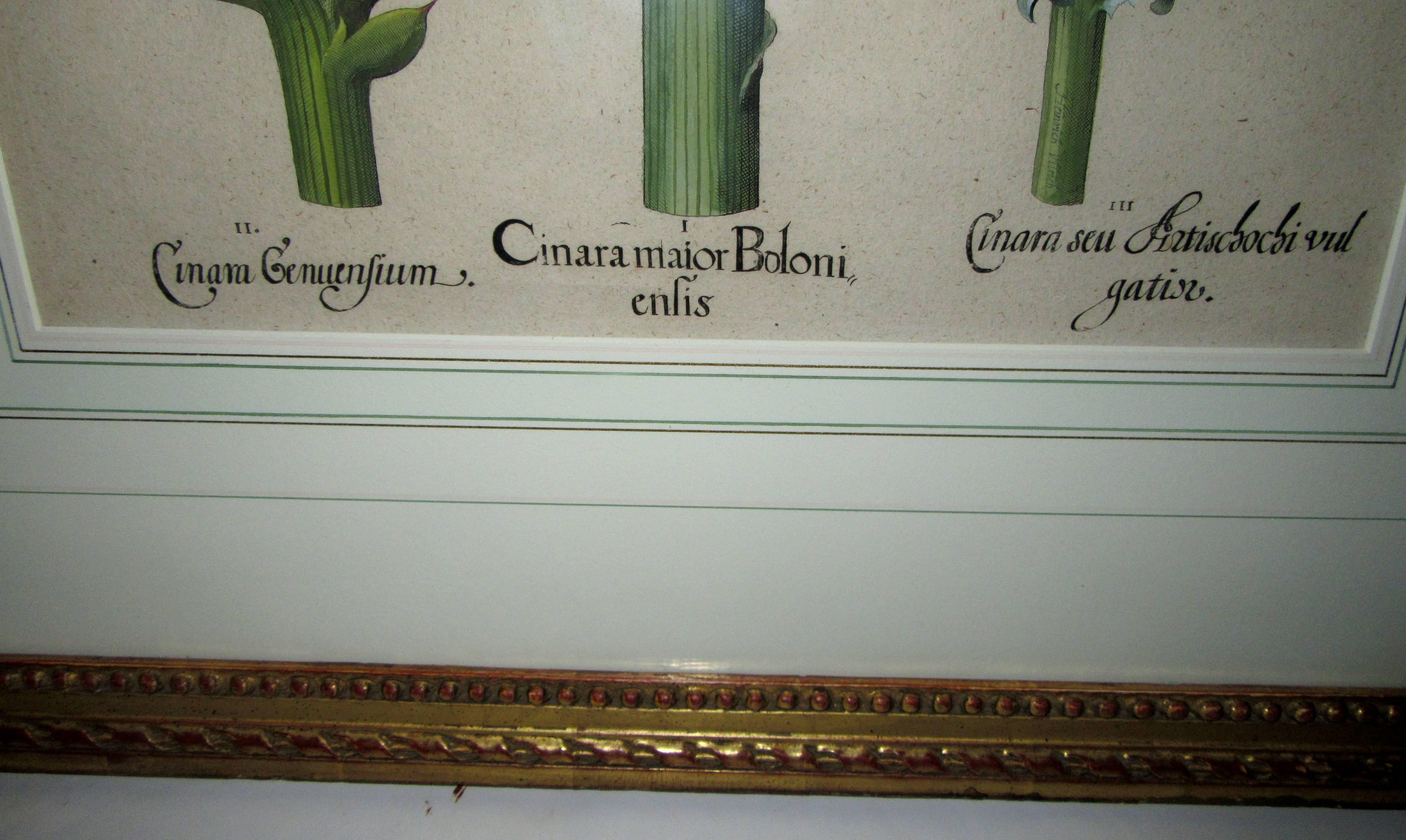 Ein handkolorierter Kupferstich aus einem der größten botanischen Bildbände aller Zeiten, dem Hortus Eystettensis. Veröffentlicht in Eichstatt, Deutschland. Gezeichnet aus den Gärten von Johann Konrad von Gemmingen, Bischof von Eichstatt. Gerahmt in