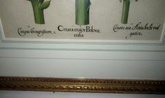 Incisione originale incorniciata "Cinara Major Boloniensis" di Basilius Besler