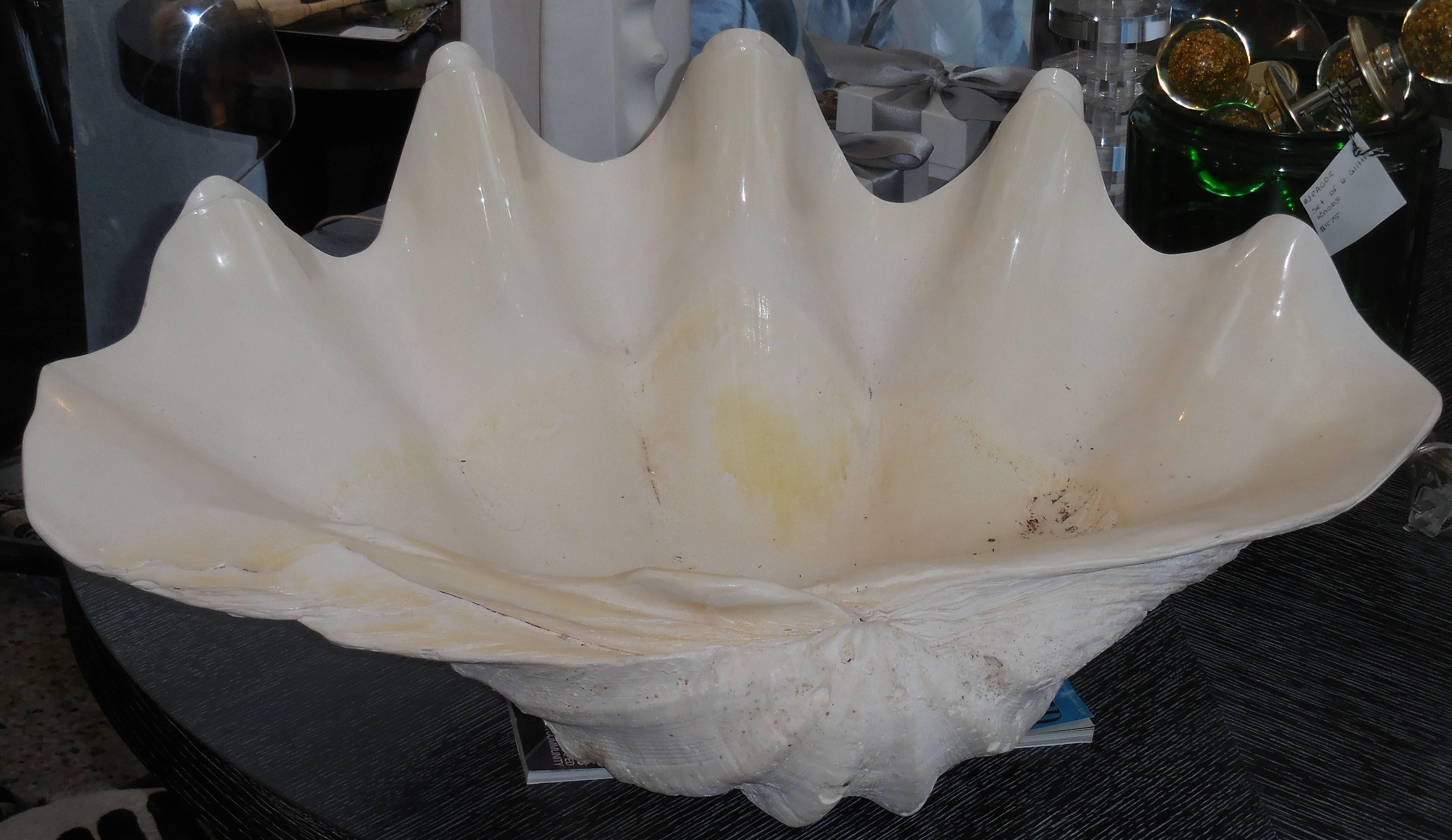 American Large Natural Sink Clam Shell