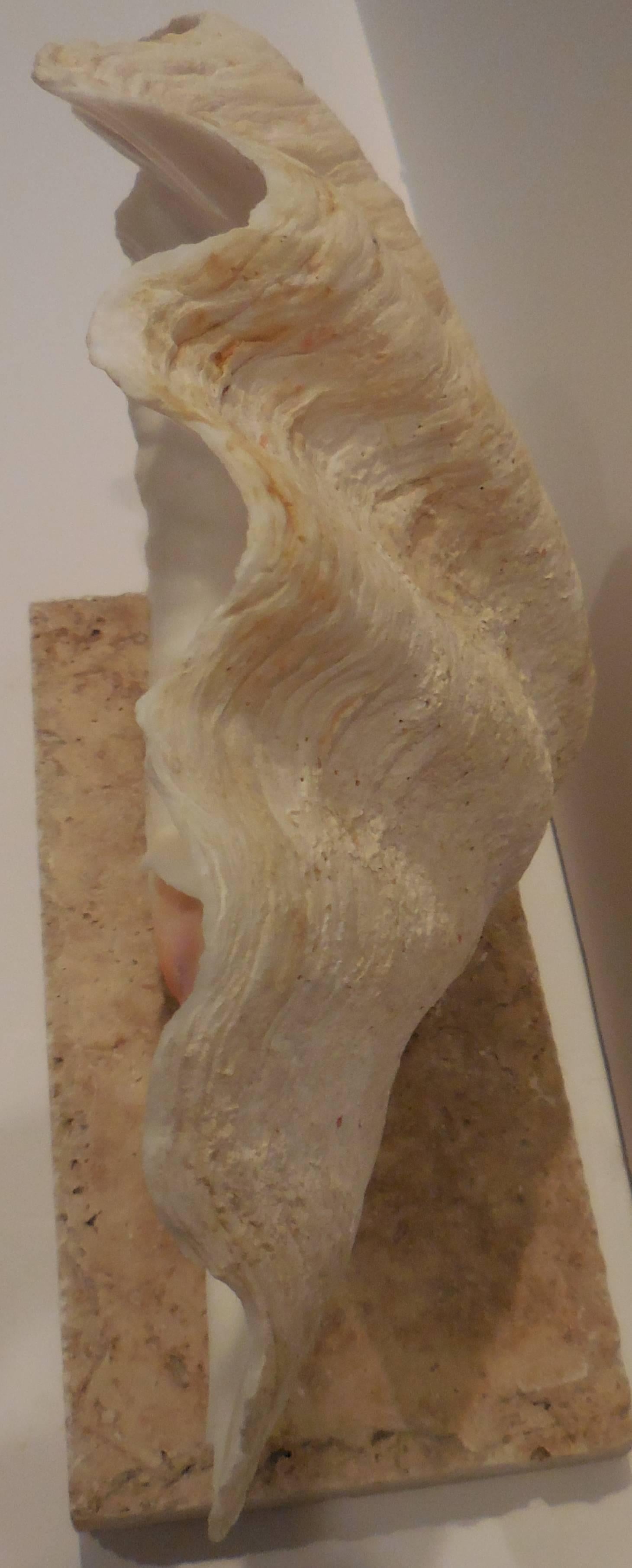 American Natural Clam Shell Mounted on Coral Base 