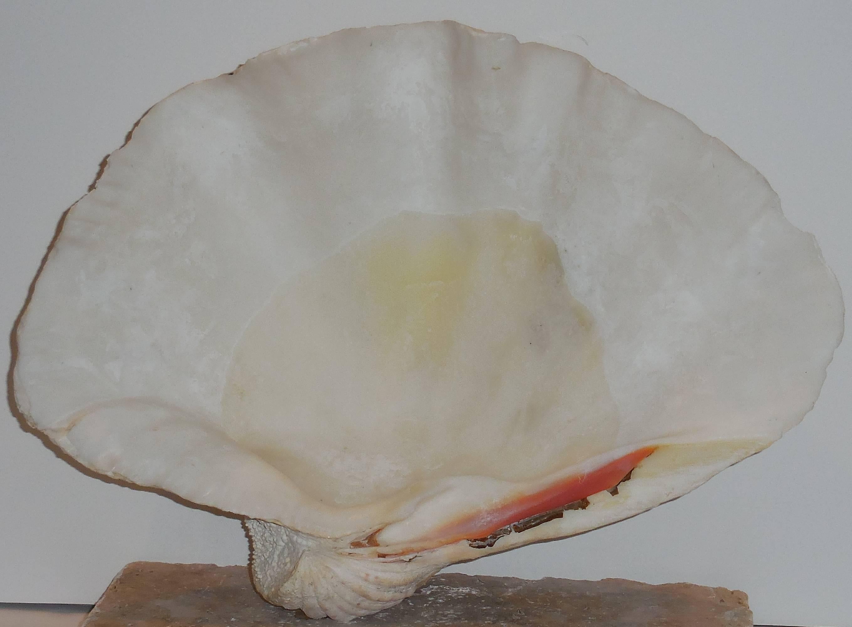 Natural Clam Shell Mounted on Coral Base  In Excellent Condition In Delray Beach, FL