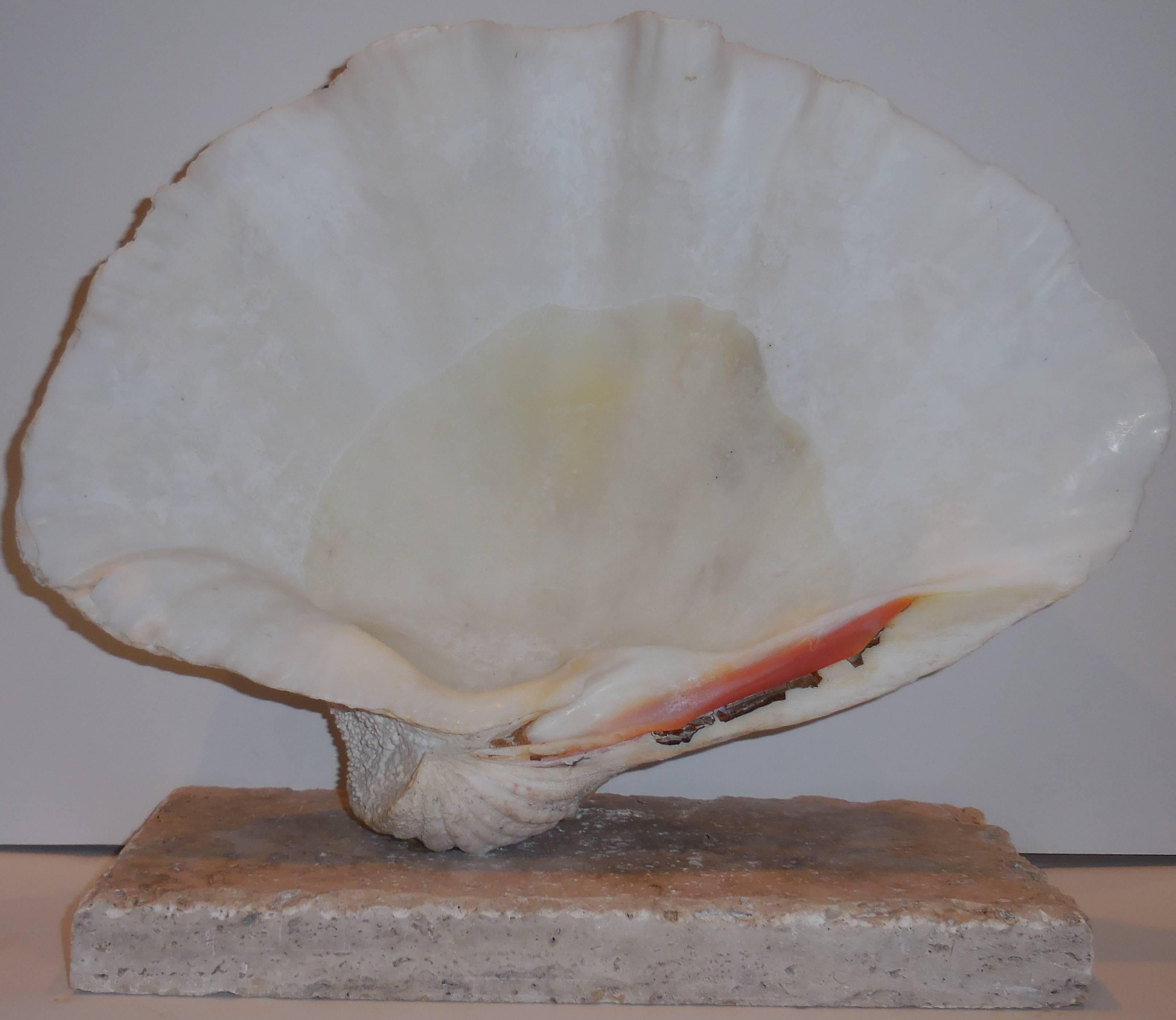 20th Century Natural Clam Shell Mounted on Coral Base 