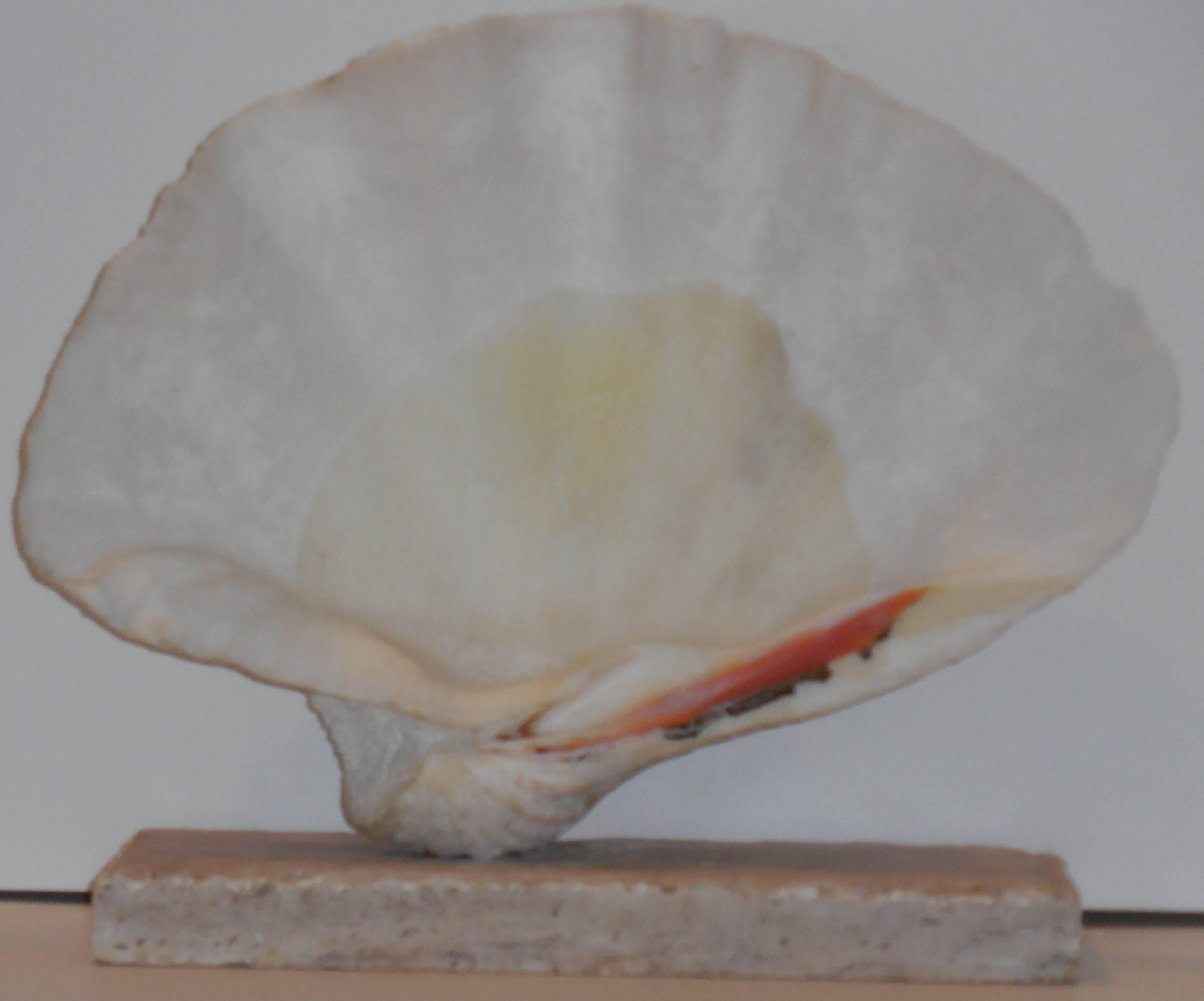 Elegant clam shell professionally mounted on coral base, great decorative piece for the room.
Base size: 6" x 12" x 1