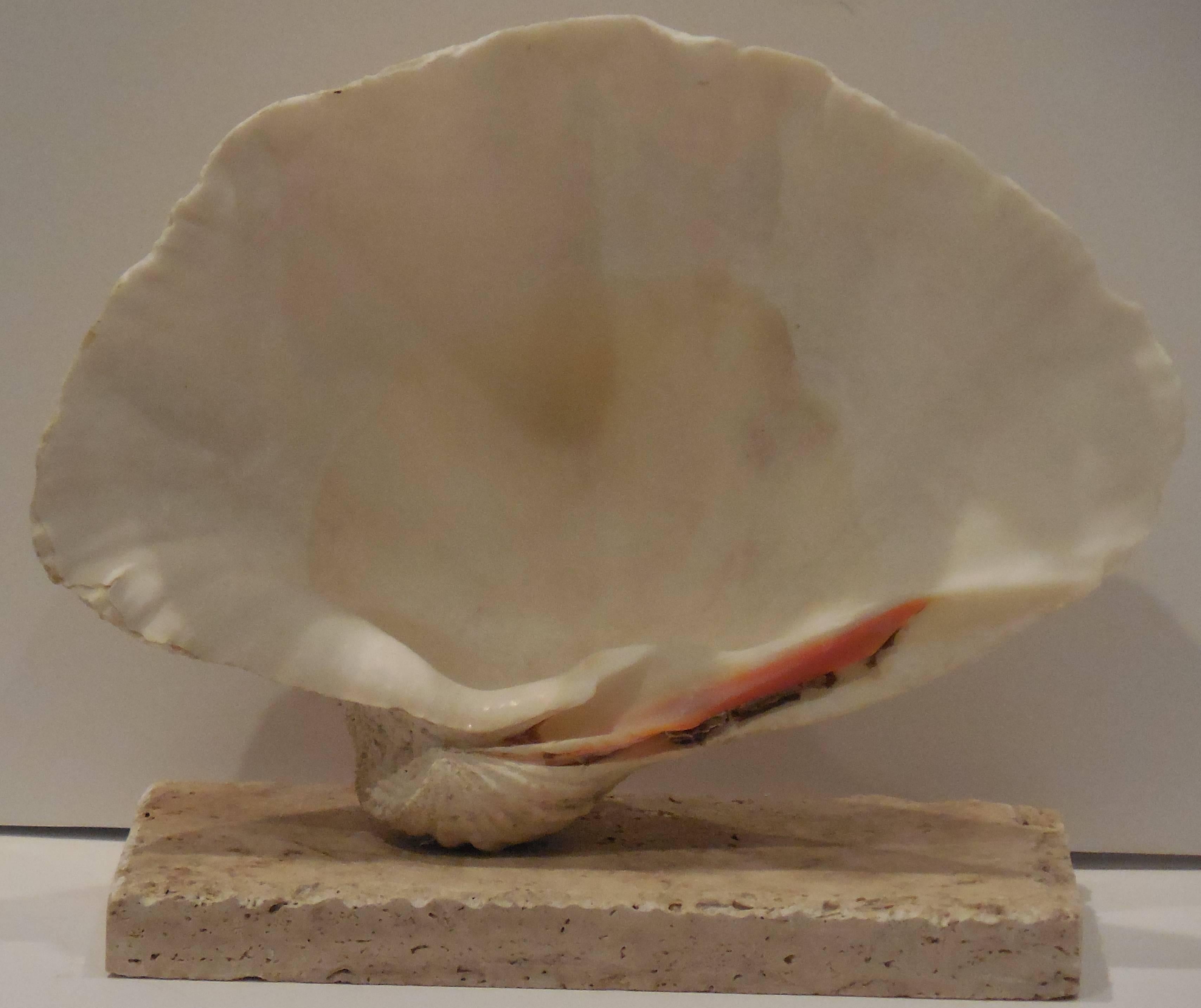 Natural Clam Shell Mounted on Coral Base  1