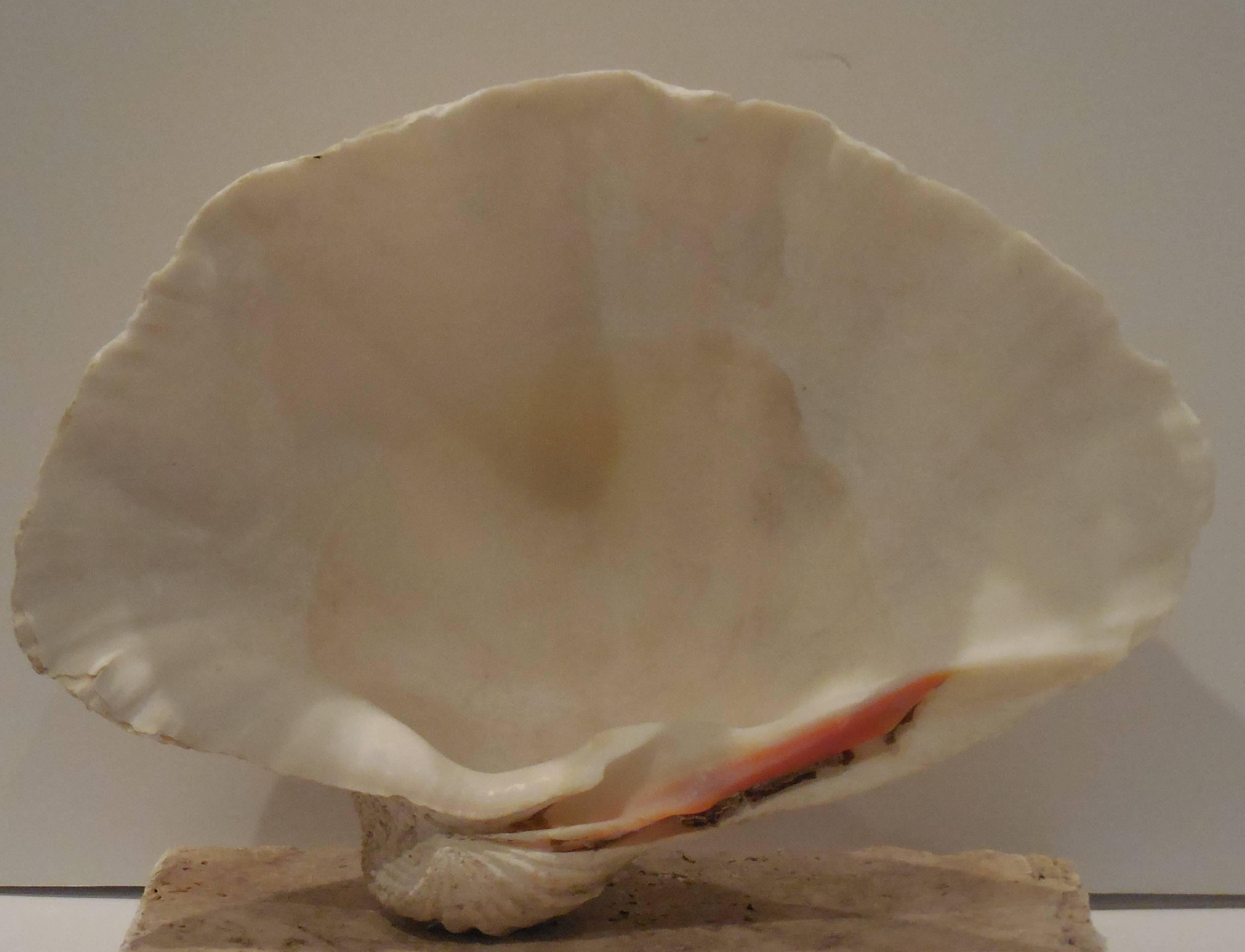 Natural Clam Shell Mounted on Coral Base  2