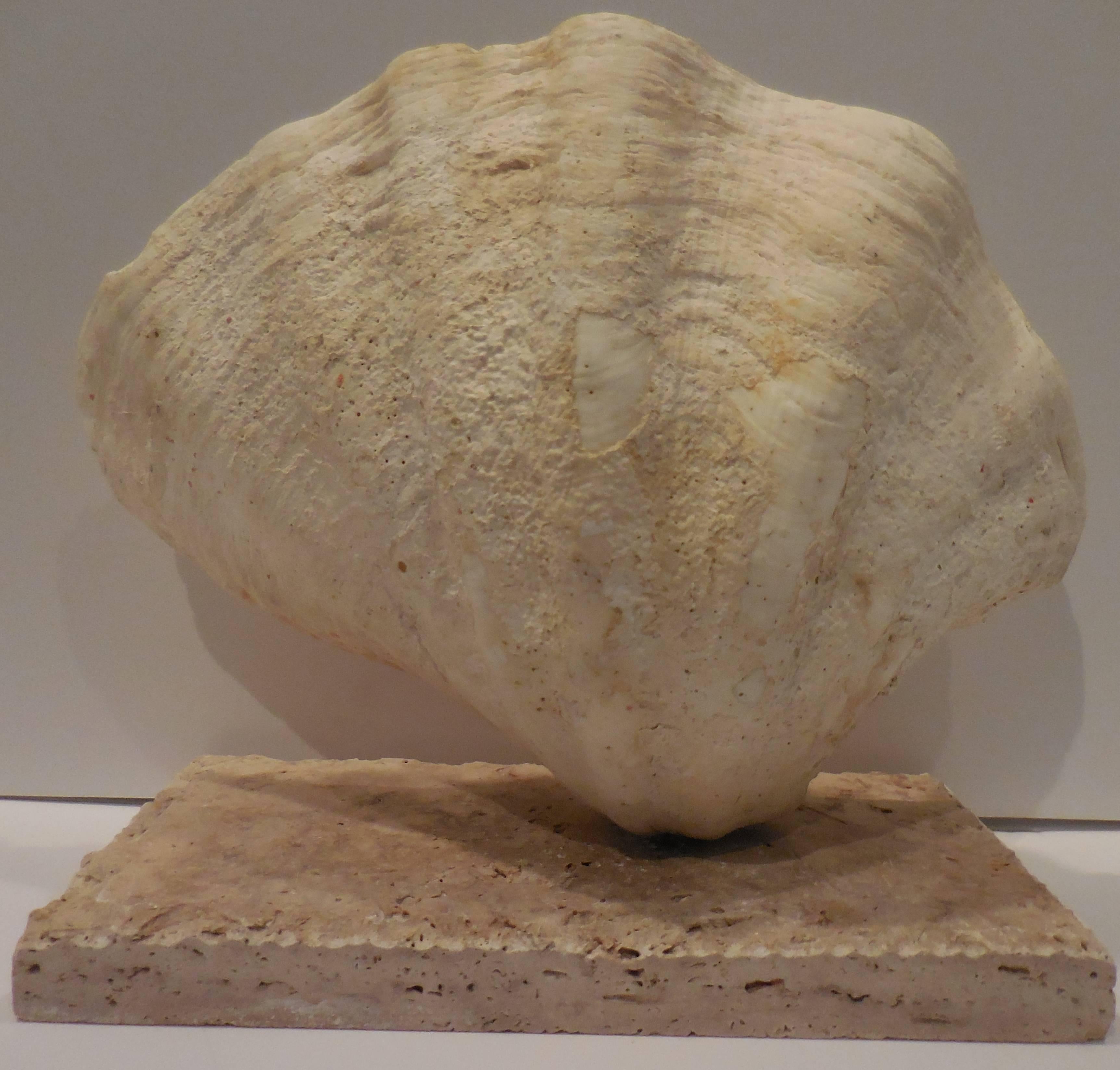 Natural Clam Shell Mounted on Coral Base  3