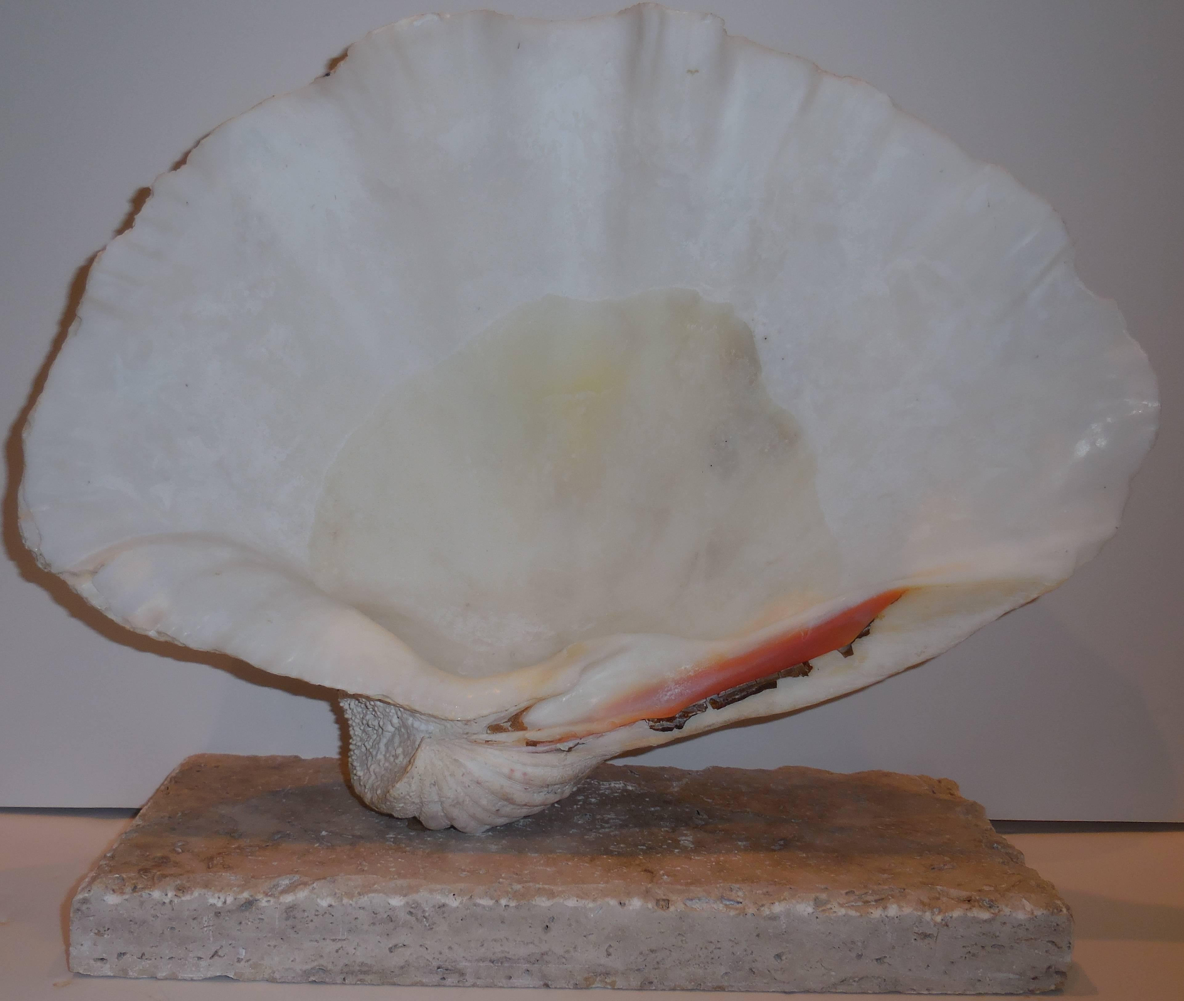 Natural Clam Shell Mounted on Coral Base  4