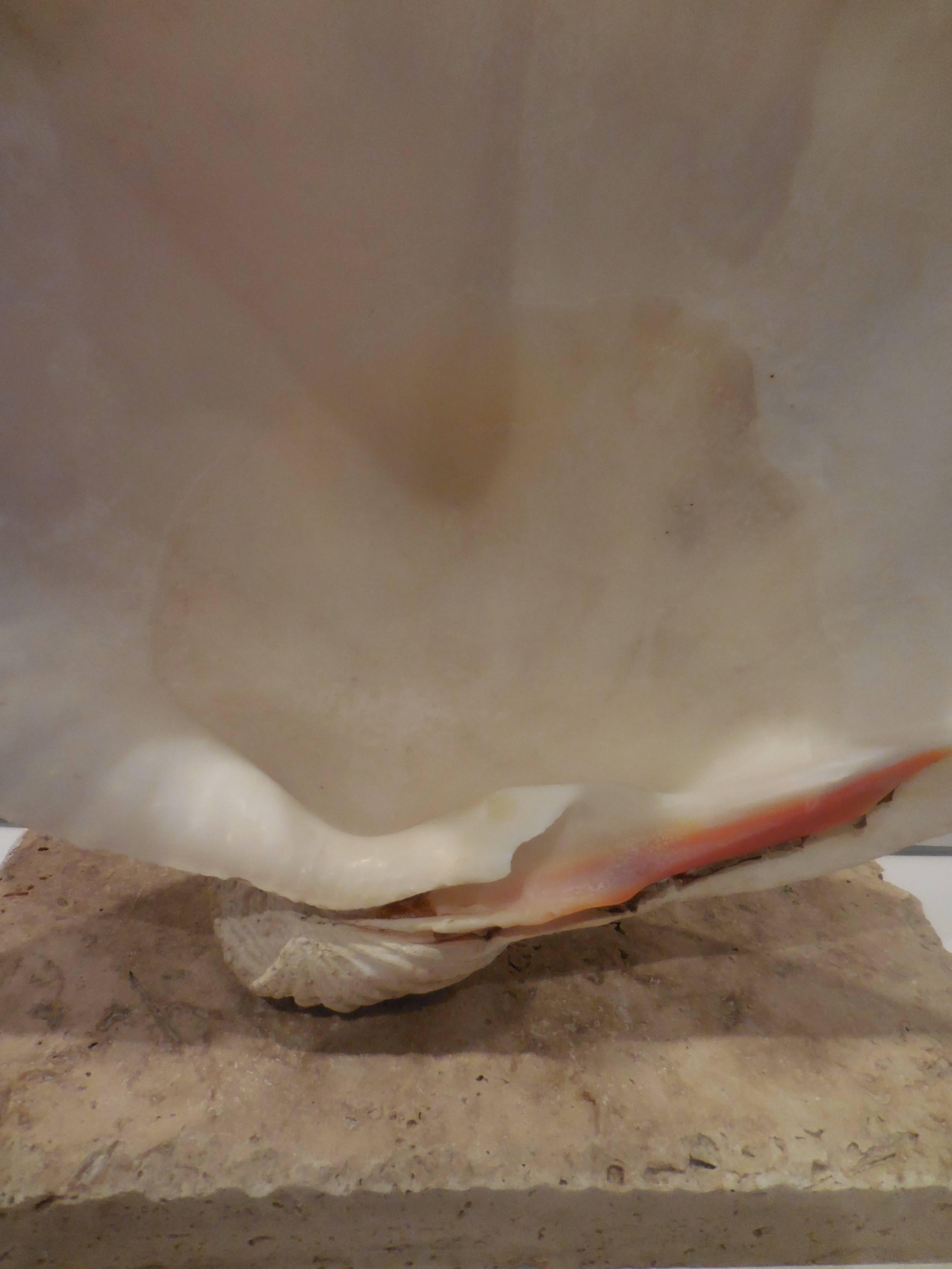 Natural Clam Shell Mounted on Coral Base  5