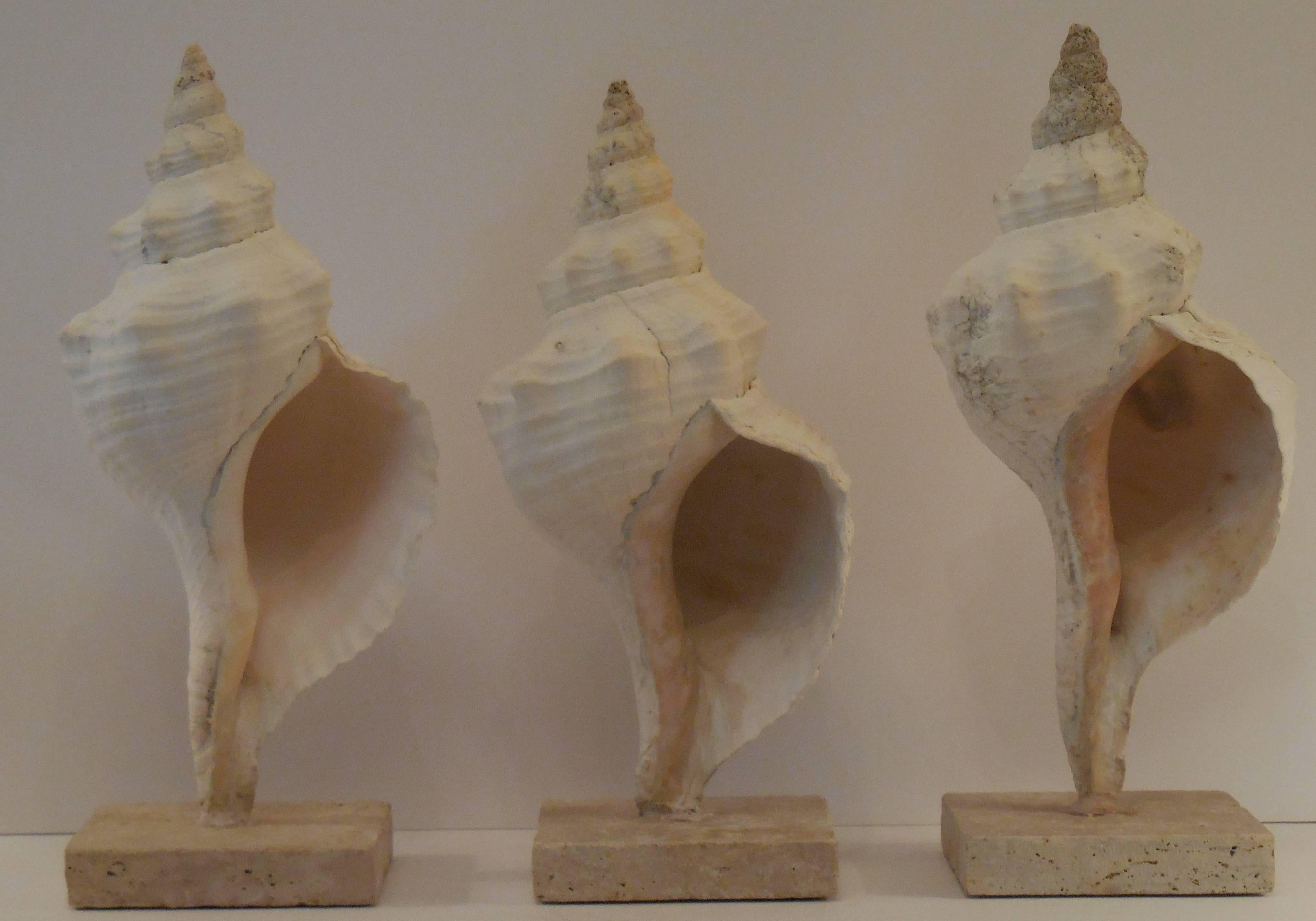 Coral Set of Three Mounted Sea Shells