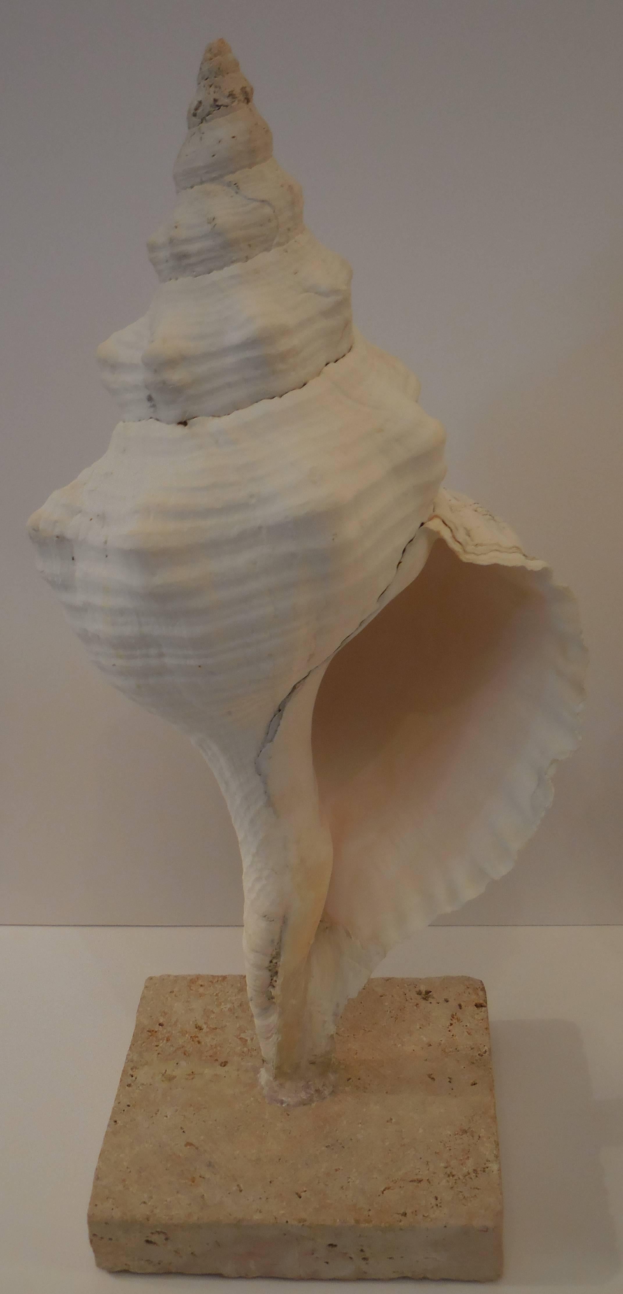 20th Century Set of Three Mounted Sea Shells