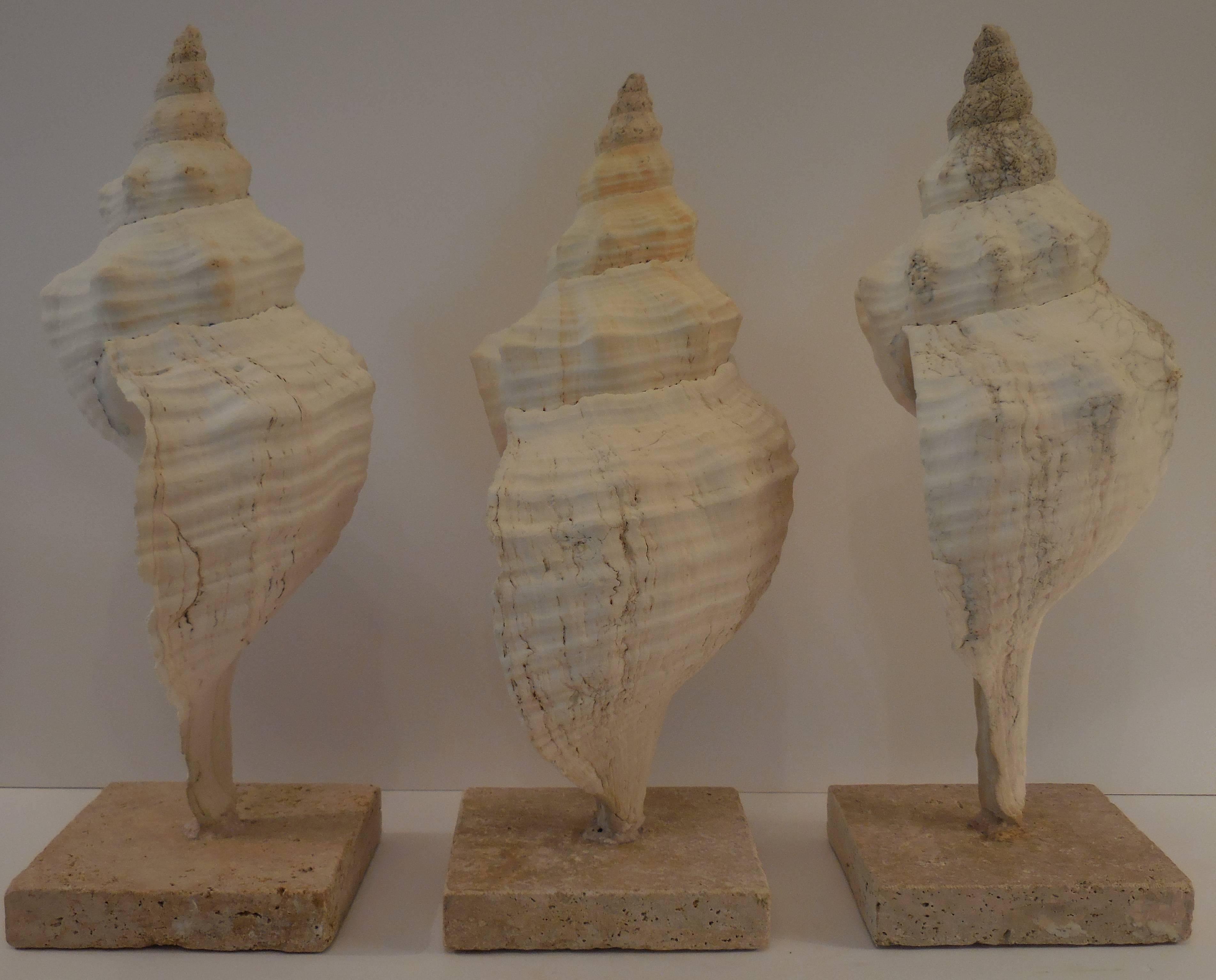 Set of three sea shell beautifully mounted of a coral square base.
Sizes:
1 .  17