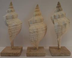 Set of Three Mounted Sea Shells