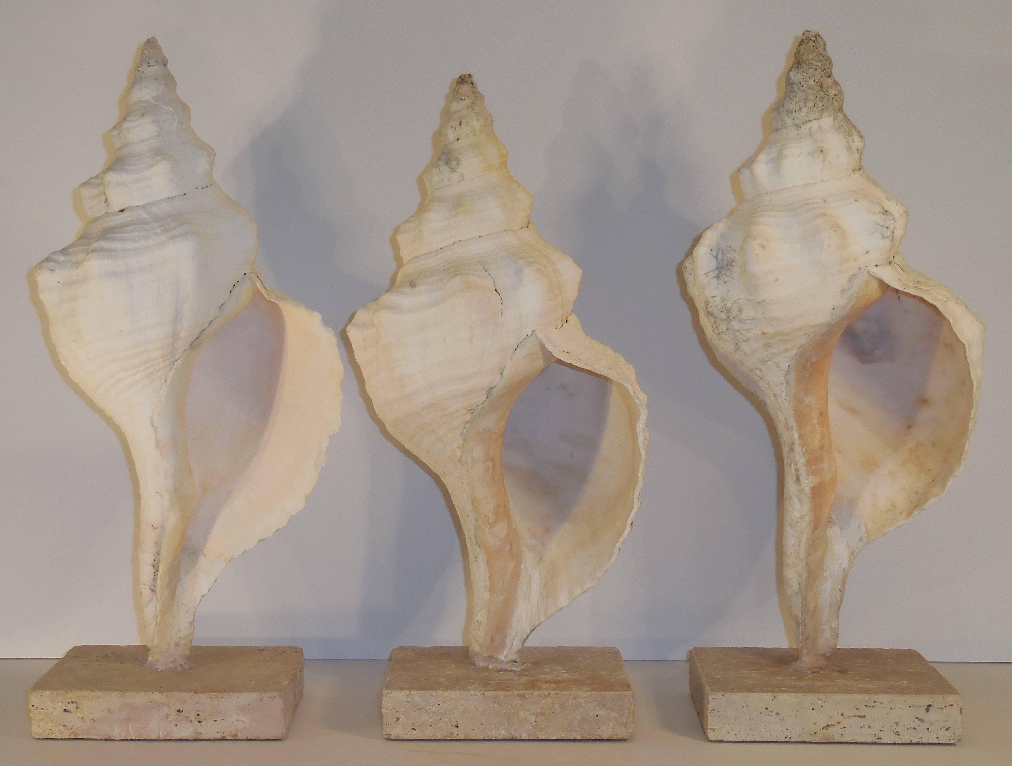 Set of Three Mounted Sea Shells 2