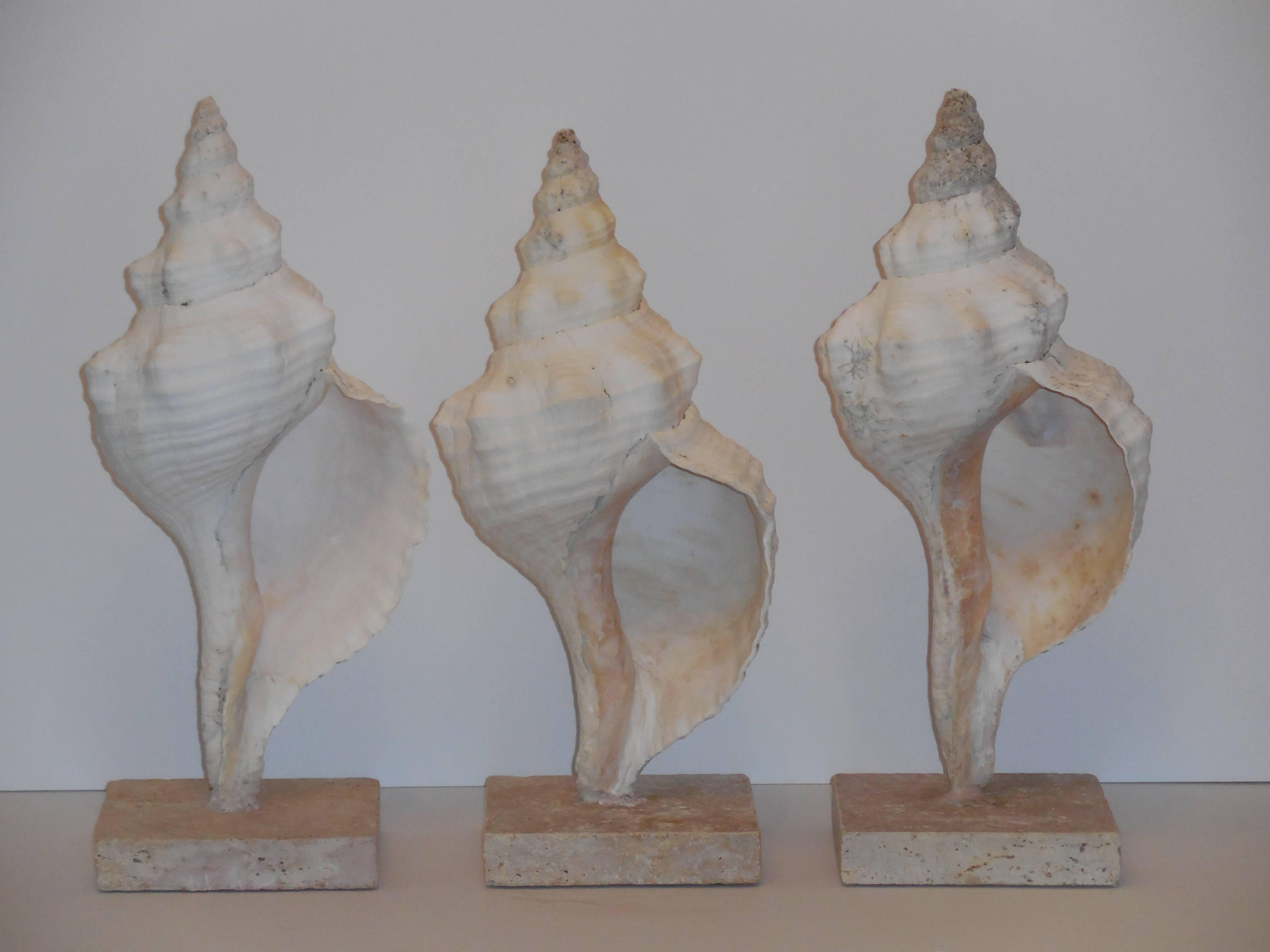 Set of Three Mounted Sea Shells 3