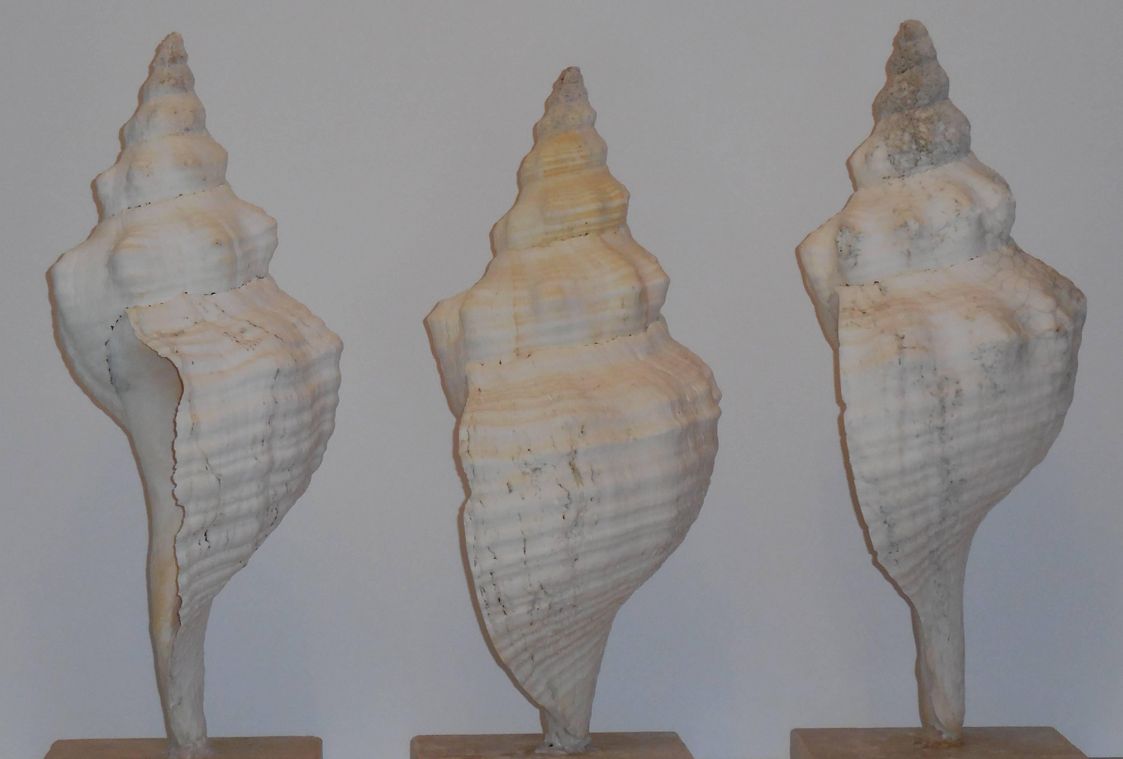 Set of Three Mounted Sea Shells In Excellent Condition In Delray Beach, FL