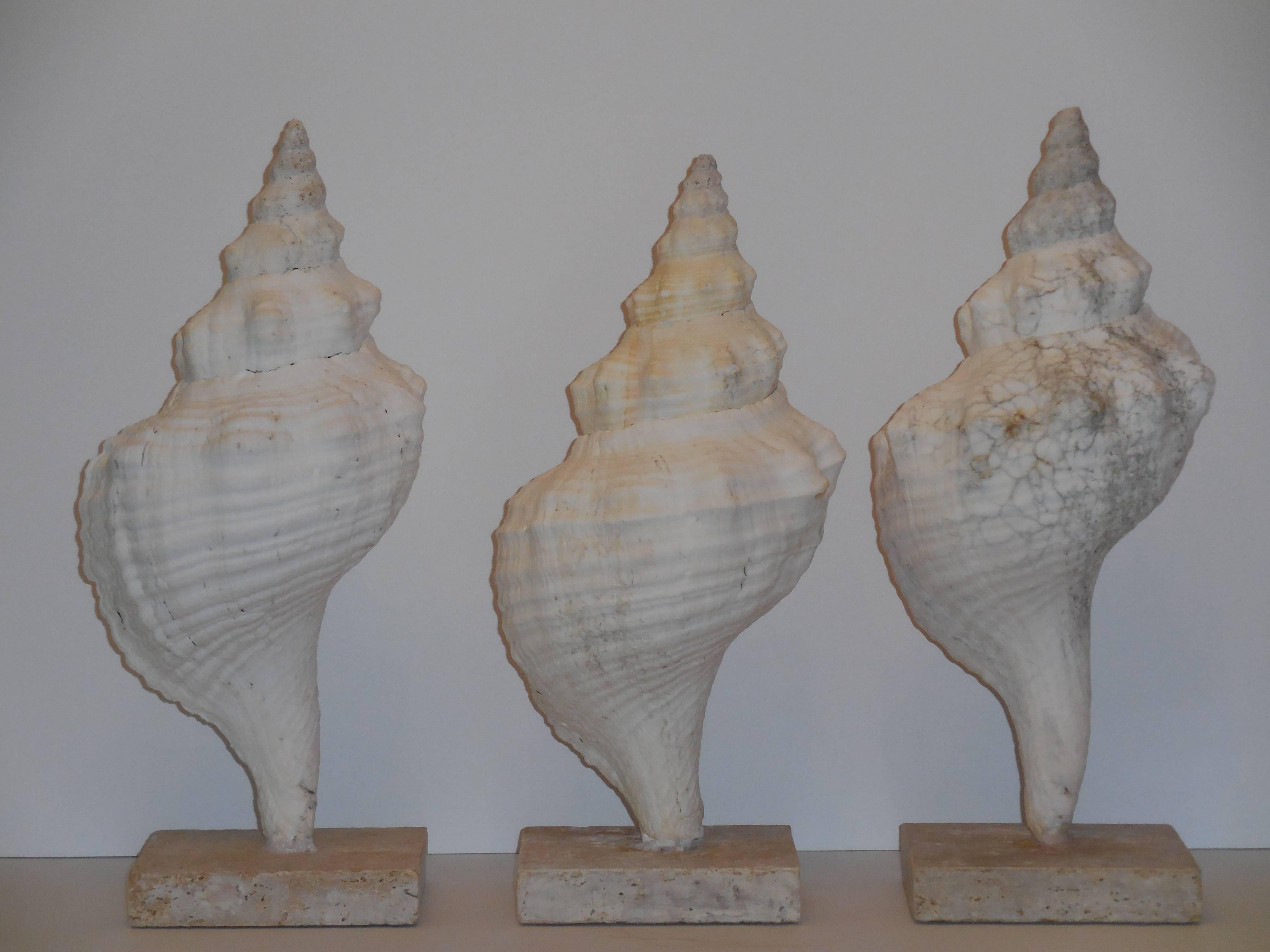 Set of Three Mounted Sea Shells 4