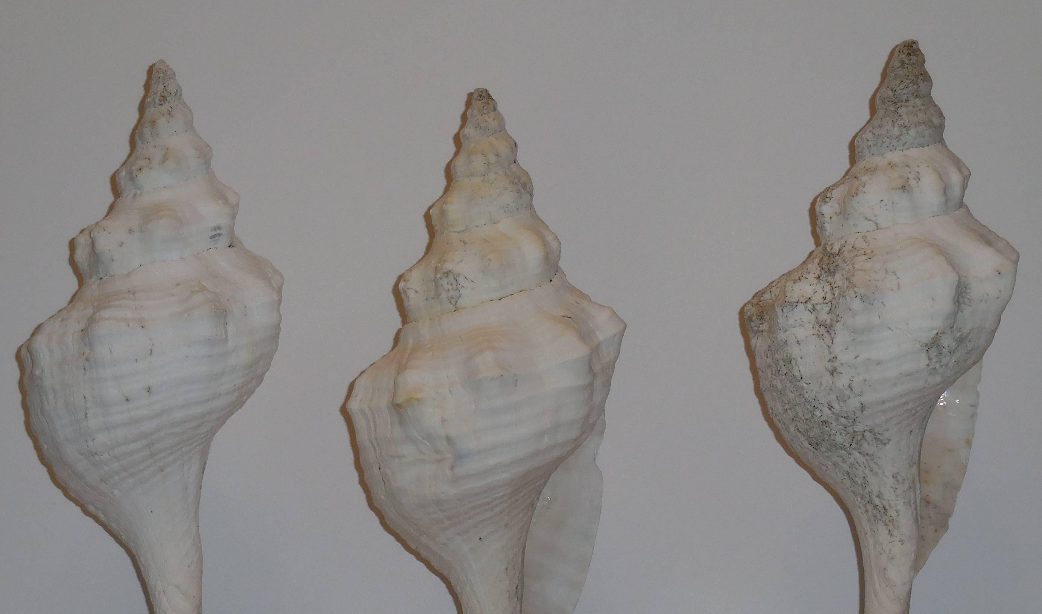 Set of Three Mounted Sea Shells 1