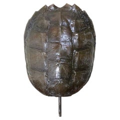 Mounted GenuineTurtle Shell Decorative Sculpture Mounted On Coral Base