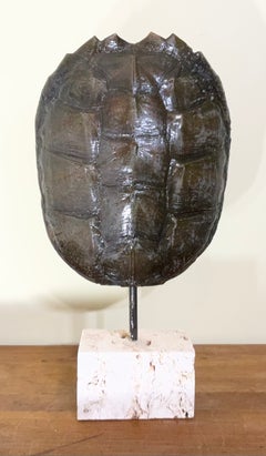 Mounted GenuineTurtle Shell Decorative Sculpture Mounted On Coral Base