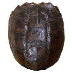 Mounted Genuine Turtle Shell Decorative Sculpture Mounted On Coral Base