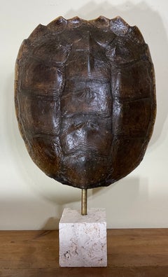 Mounted Genuine Turtle Shell Decorative Sculpture Mounted On Coral Base