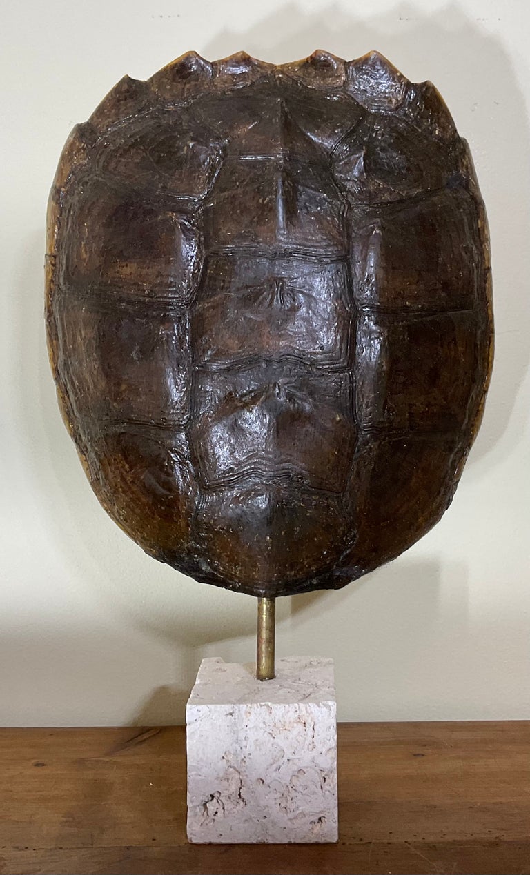 1stDibs Mounted Genuine Turtle Shell Decorative Sculpture Mounted On Coral Base
