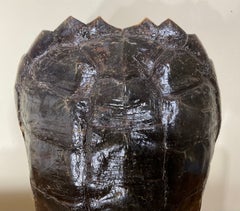 Mounted Genuine Turtle Shell Decorative Sculpture Mounted On Onyx Base
