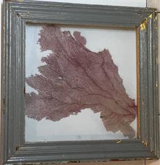 Large Natural Sea Shell Fan in Shadow Box