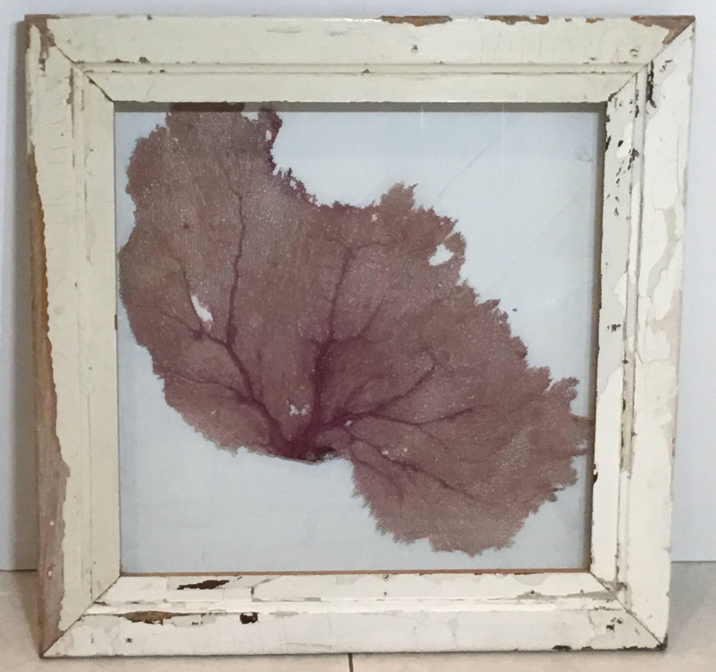 Elegant sea shell fan coral specimen, professionally display in a shadow box
Made of old reclaimed wood.