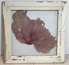 Large Natural Sea Shell Fan in Shadow Box