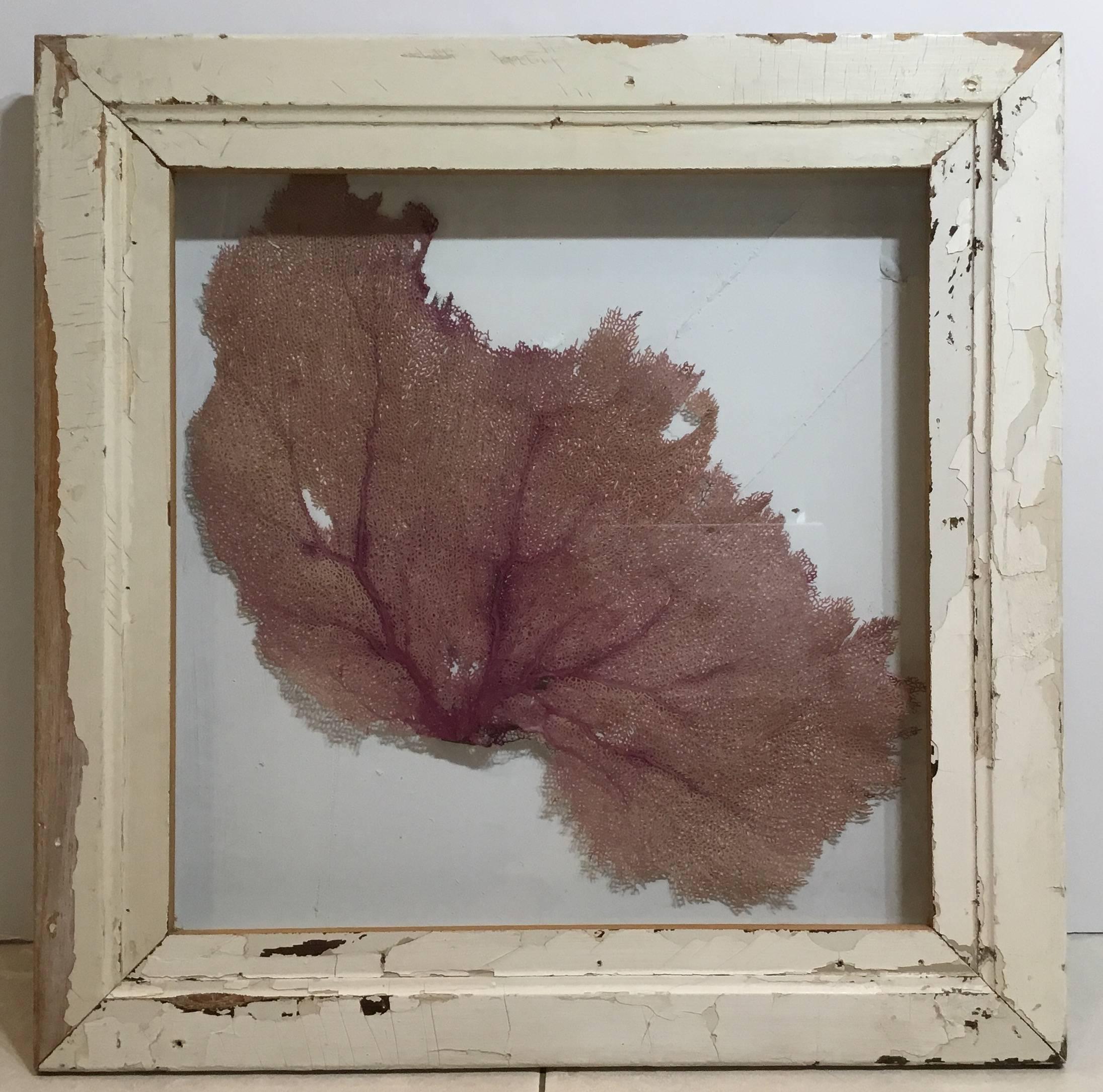 Glass Large Natural Sea Shell Fan in Shadow Box