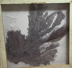 Large Natural Sea Shell Fan in Shadow Box