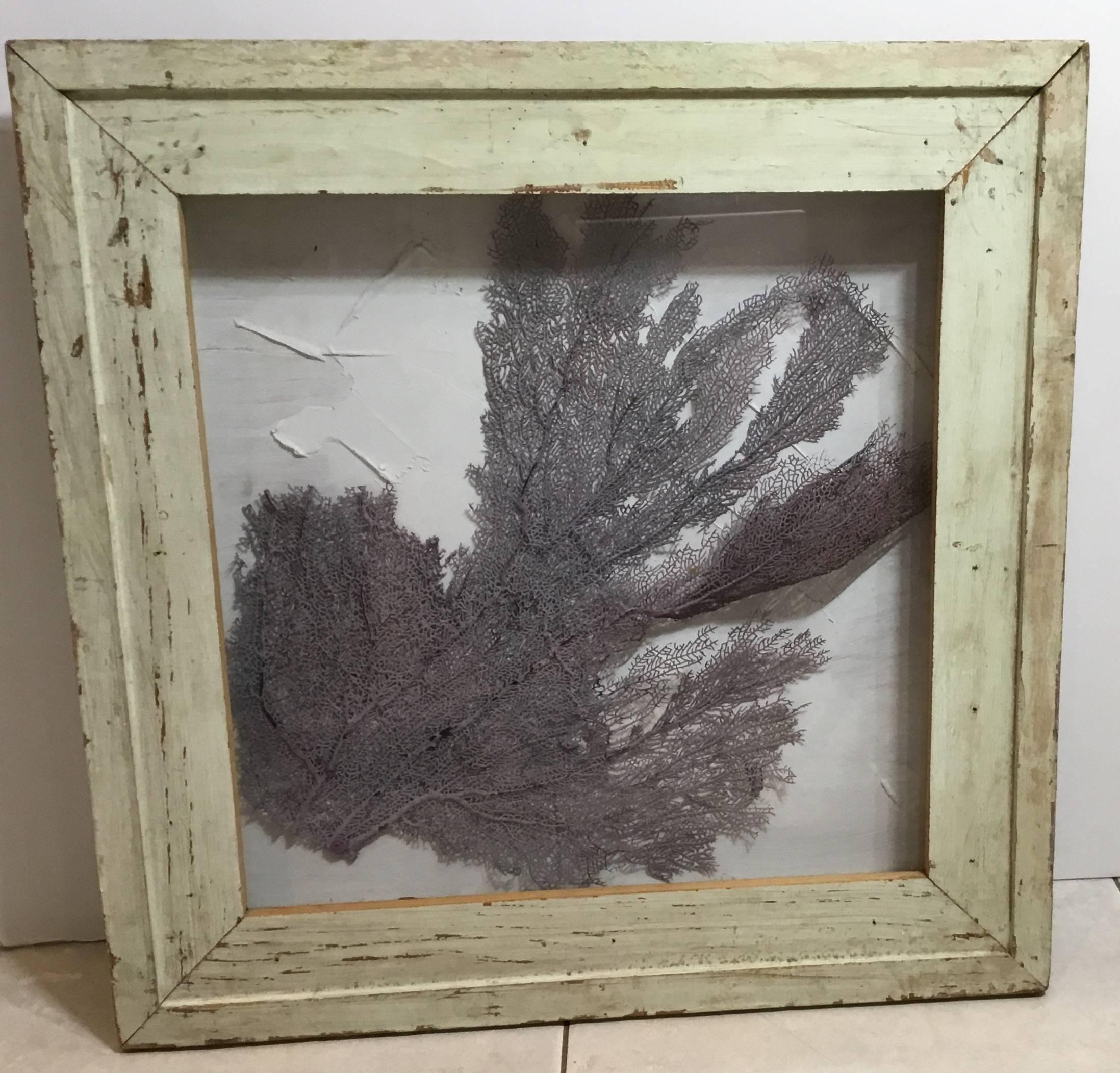 American Large Natural Sea Shell Fan in Shadow Box